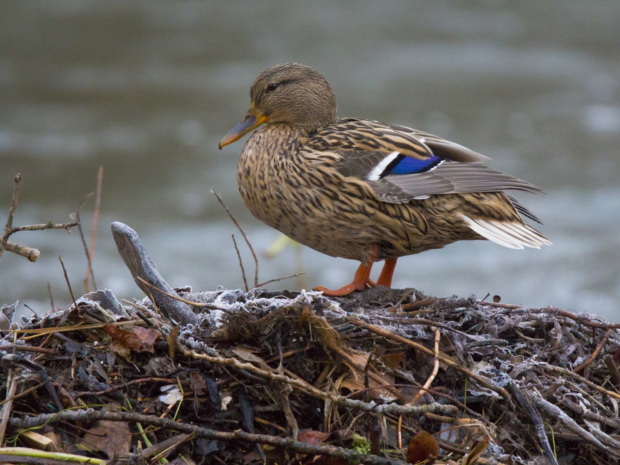 Tamron SP 150-600mm F5-6.3 Di VC USD sample photo. Azulona photography