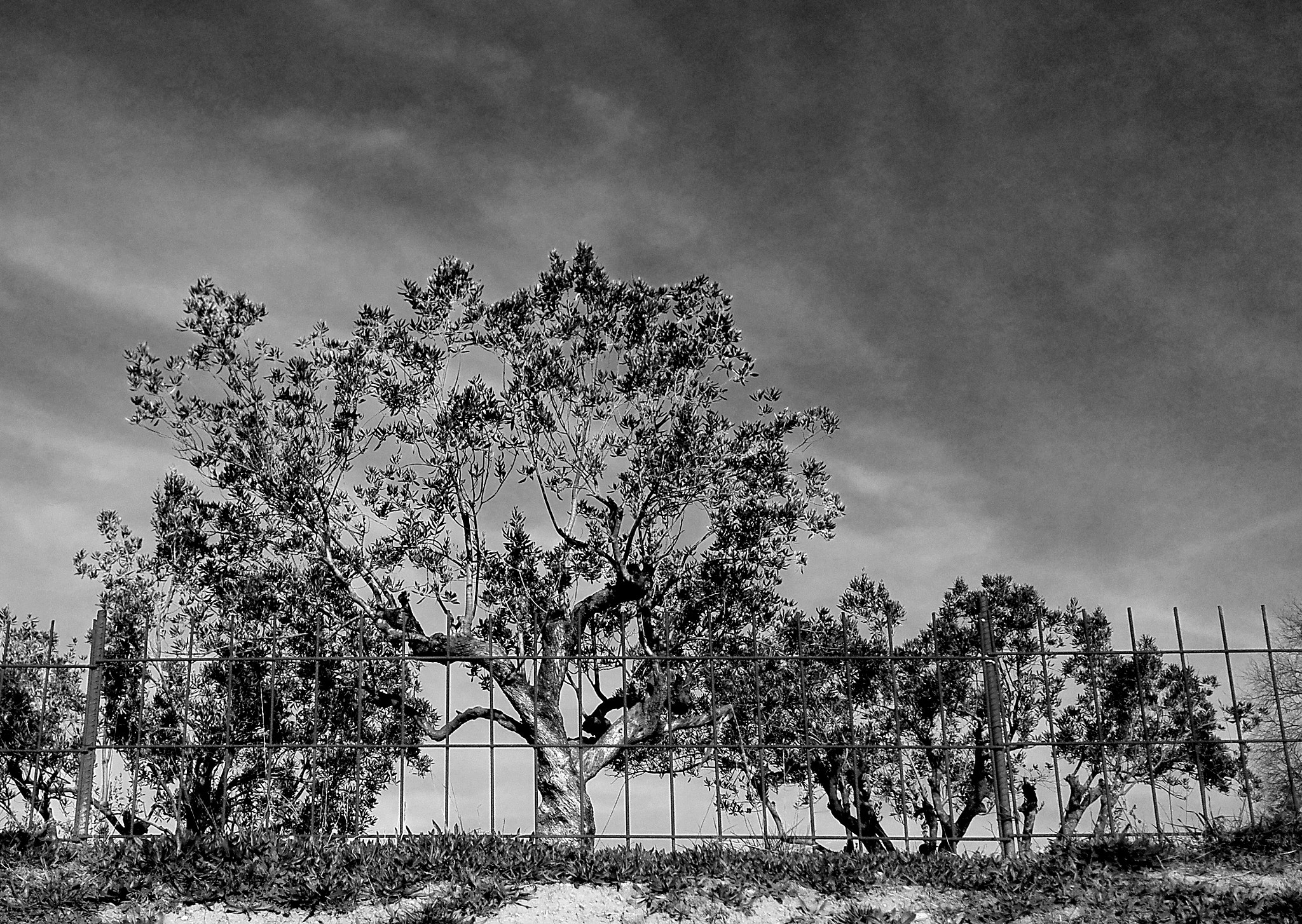 HUAWEI P7-L10 sample photo. Grills in the field photography