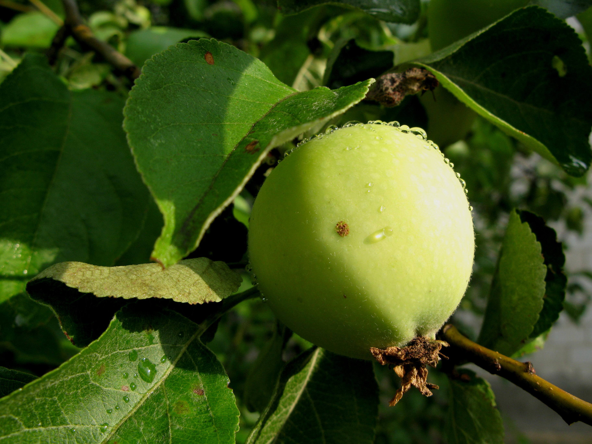 Canon POWERSHOT G7 sample photo. The july apple photography