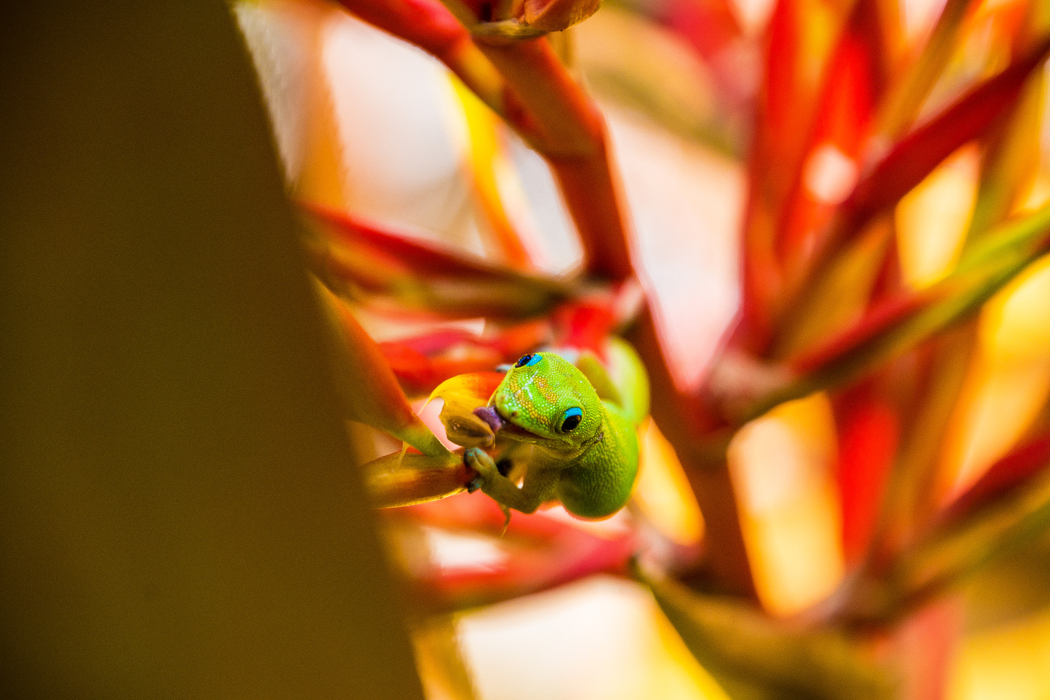 Nikon D800E sample photo. Foster botanical garden photography