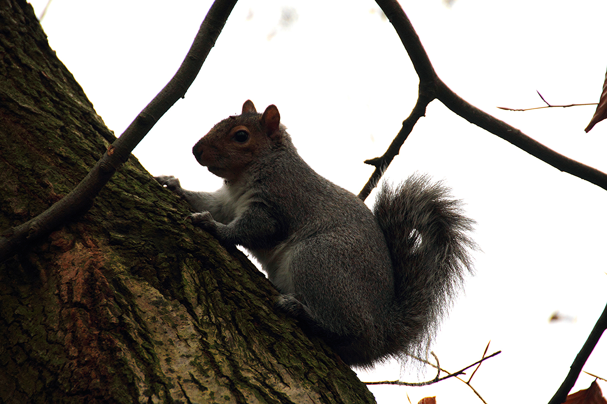 Canon EOS 7D + Sigma 18-200mm f/3.5-6.3 DC OS HSM [II] sample photo. Grey squirrel photography