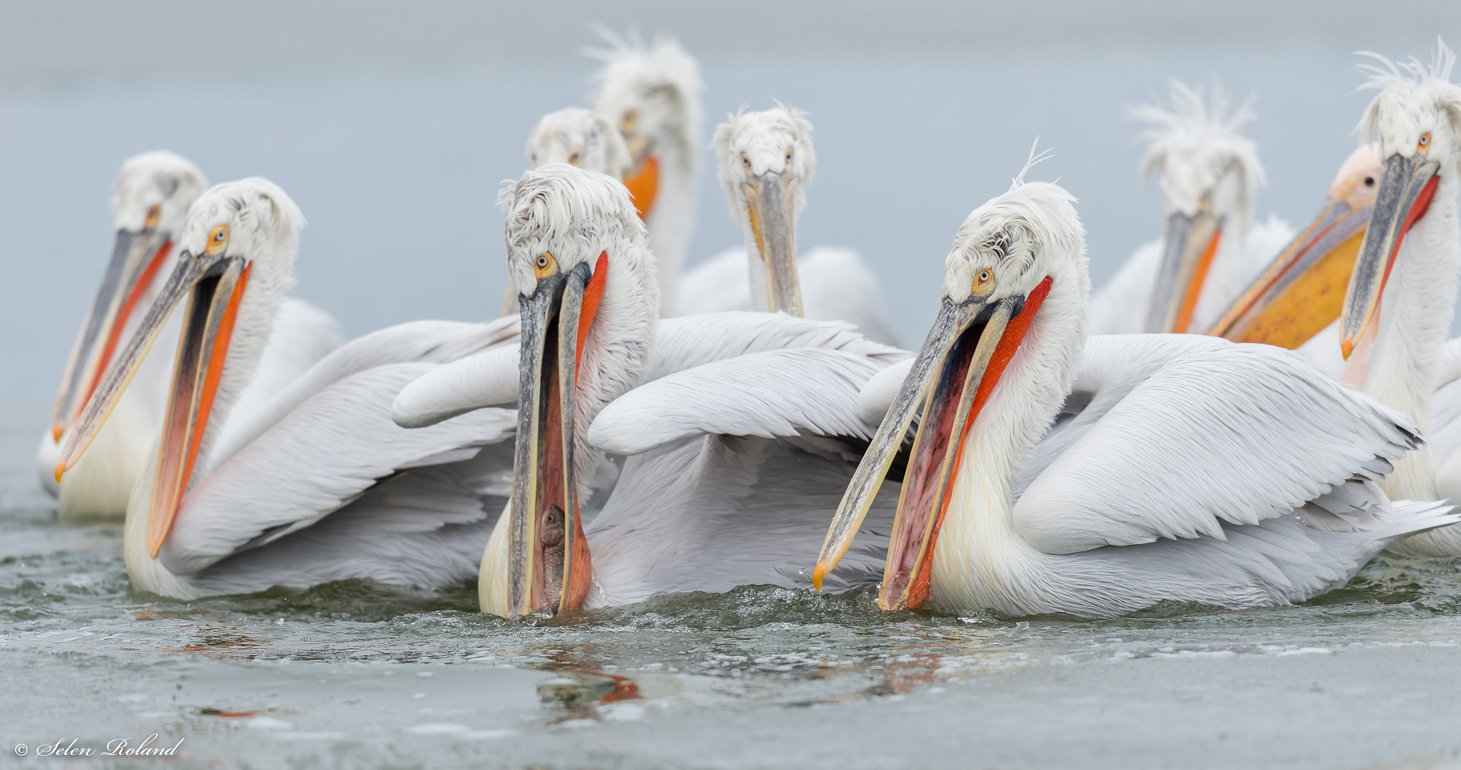 Nikon D4 sample photo. Kroeskoppelikanen - dalmatian pelican with a fish photography