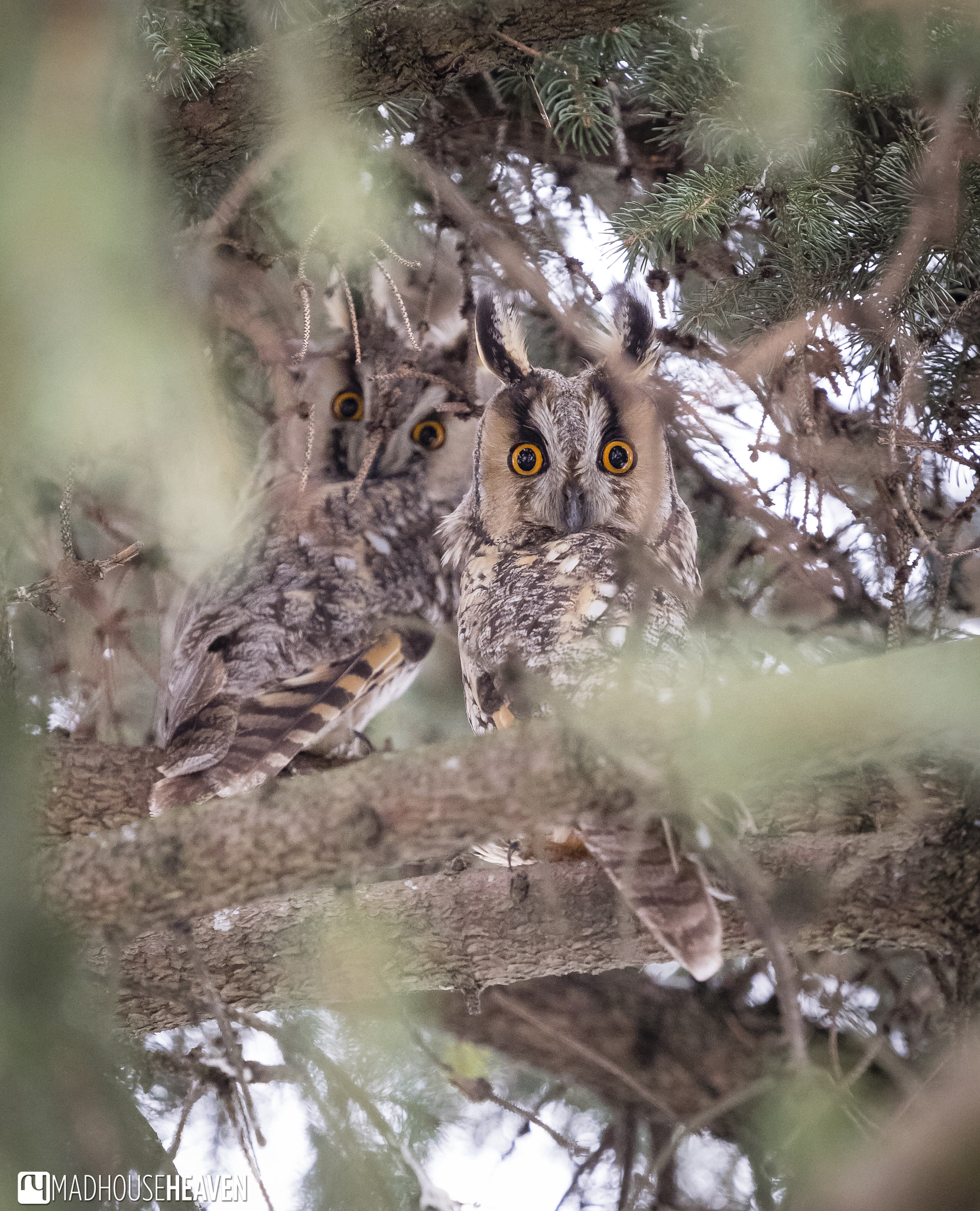 Olympus OM-D E-M1 + Olympus M.Zuiko Digital ED 40-150mm F2.8 Pro sample photo. The owls are not what they seem photography