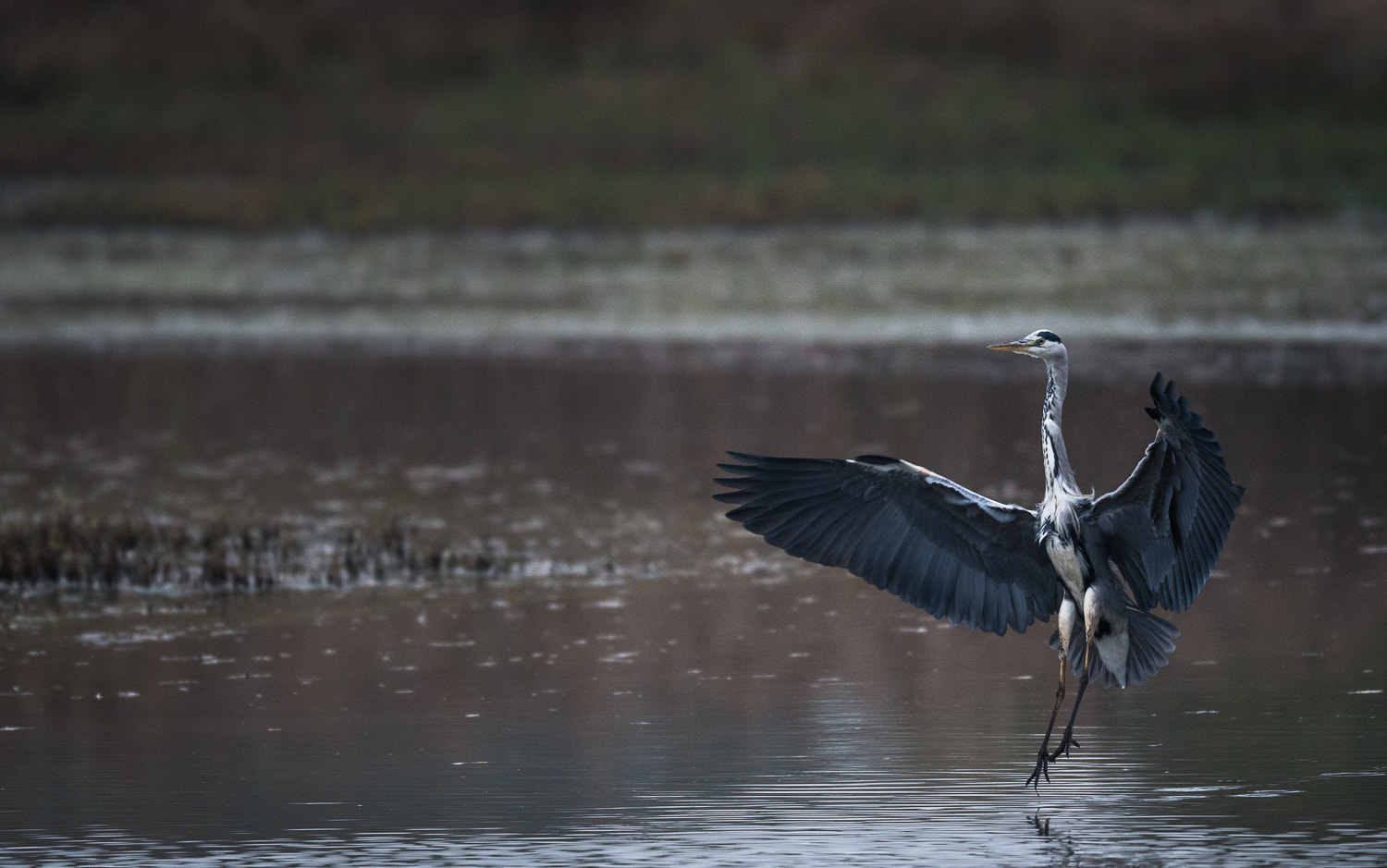 Nikon AF-S Nikkor 500mm F4E FL ED VR sample photo. Héron en approche photography
