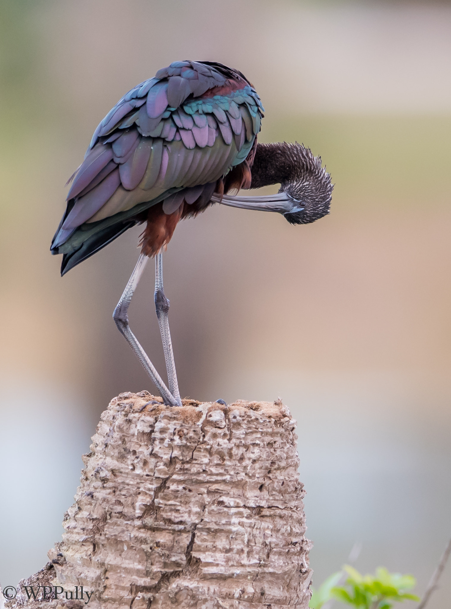 Nikon AF-S Nikkor 400mm F2.8E FL ED VR sample photo. Glossy ibis photography