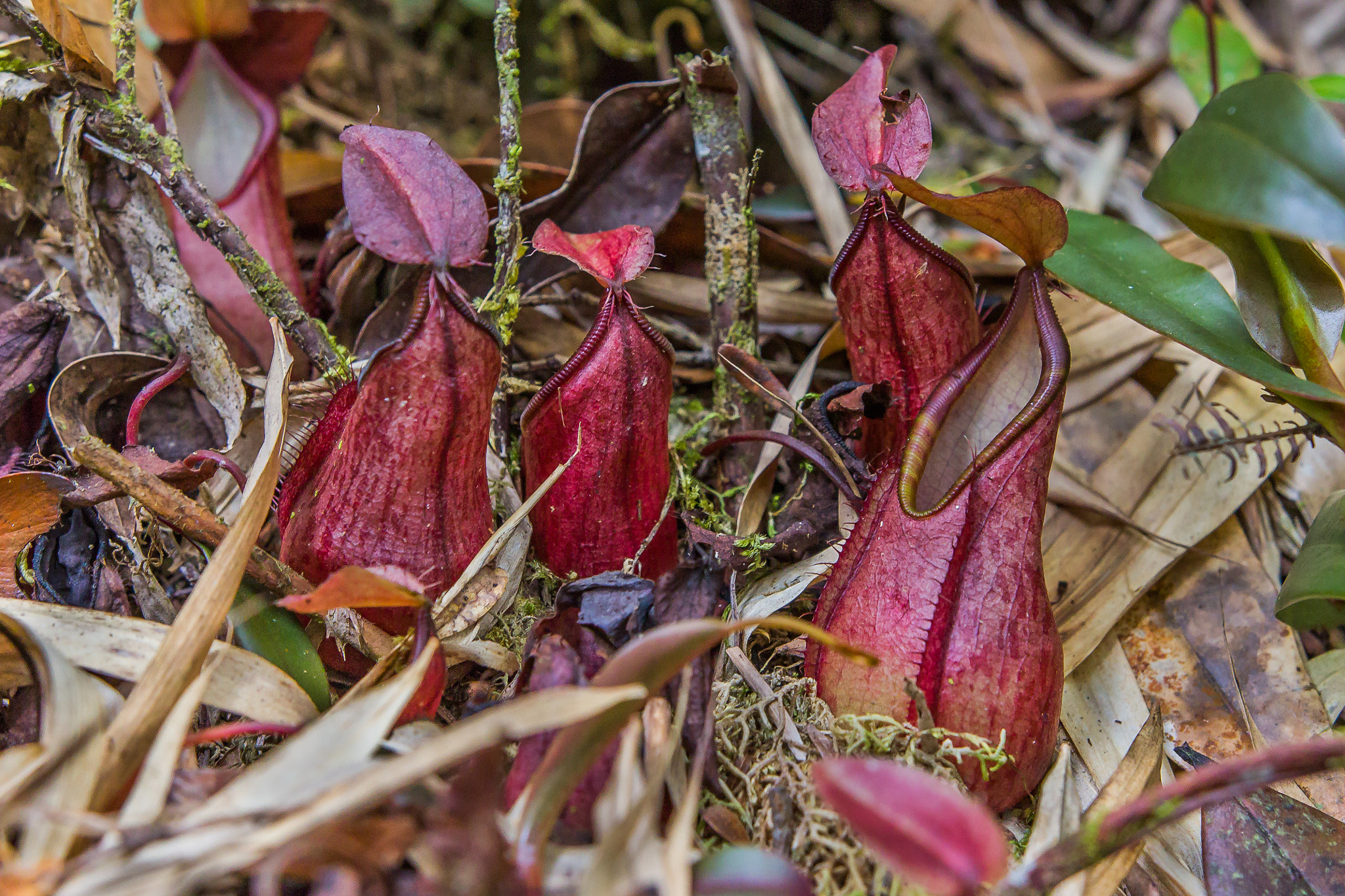 Canon EOS 60D + Sigma 18-35mm f/1.8 DC HSM sample photo. "fringed pitcher-plant" photography