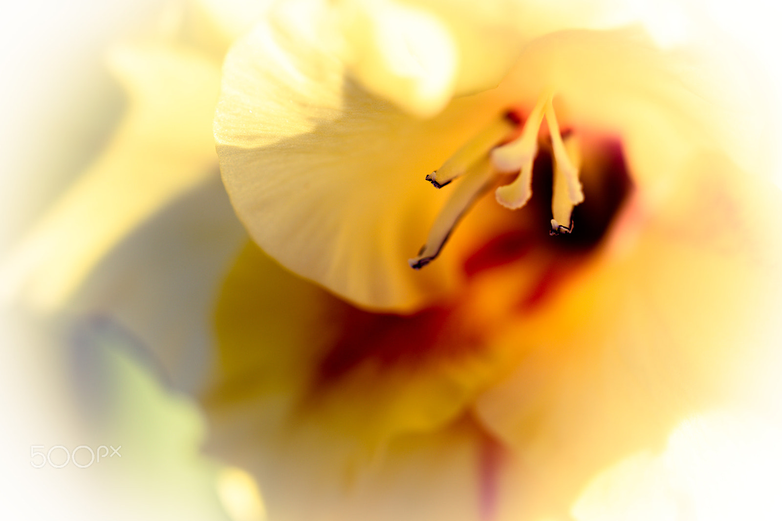Nikon D5500 sample photo. Macroflowers part v yellow photography