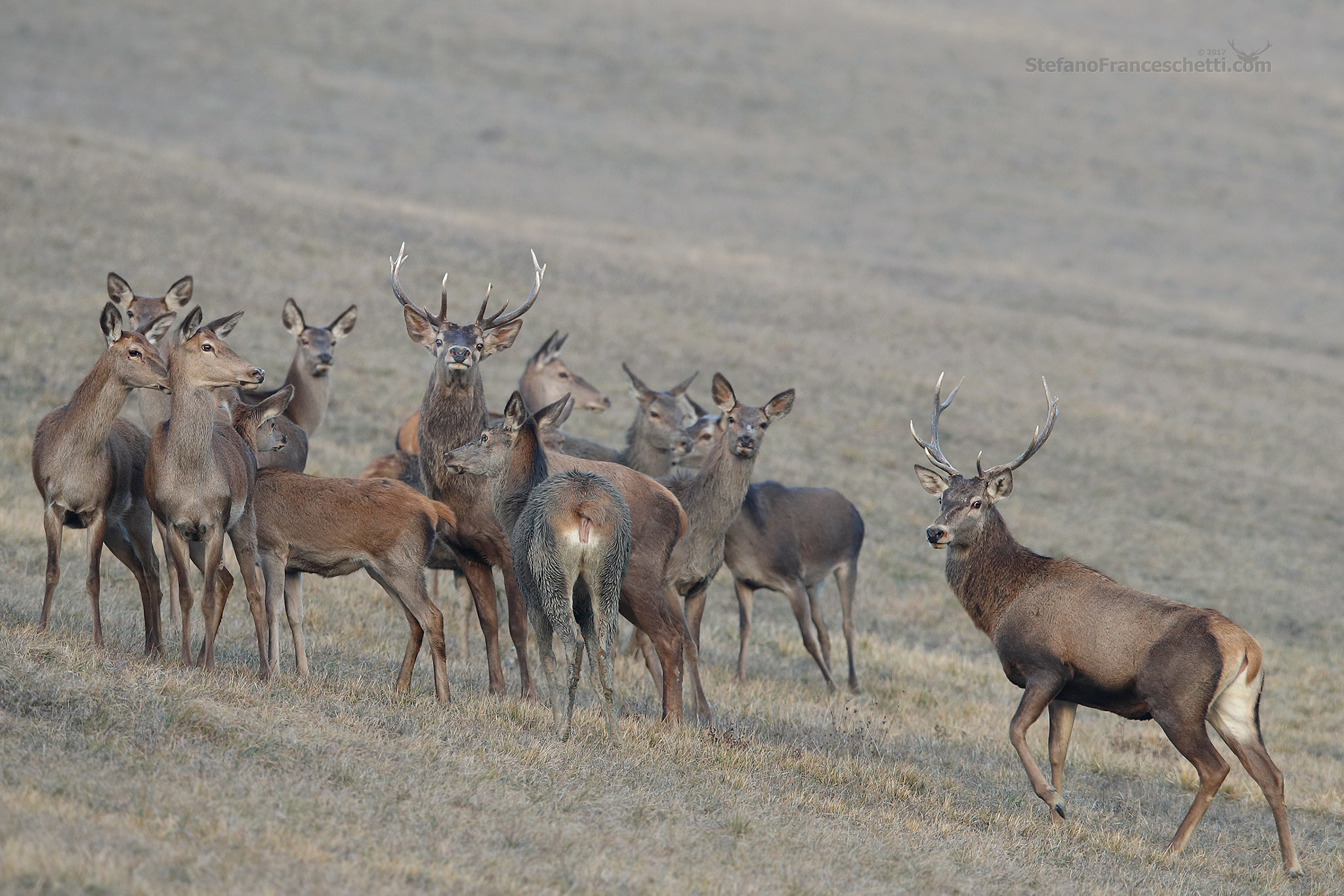 Canon EF 400mm F2.8L IS II USM sample photo. Warning! the wolf is hunting... photography