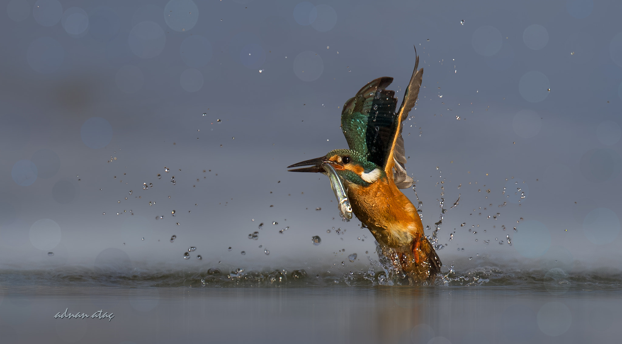 Nikon D5 sample photo. Yalıçapkını - alcedo atthis - common kingfisher photography