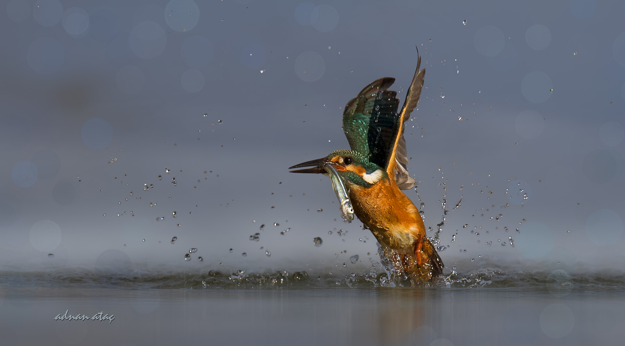 Sigma 150-600mm F5-6.3 DG OS HSM | S sample photo. Yalıçapkını - alcedo atthis - common kingfisher photography