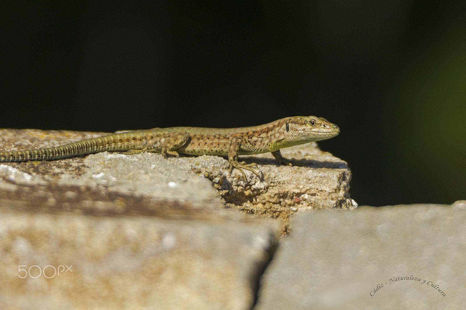 Tamron SP 150-600mm F5-6.3 Di VC USD sample photo. De cotilleo ... photography