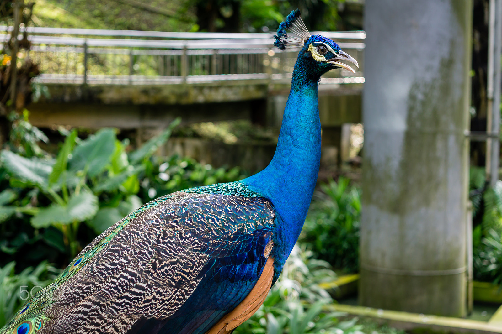 Sony a6000 sample photo. Indian blue peacock photography