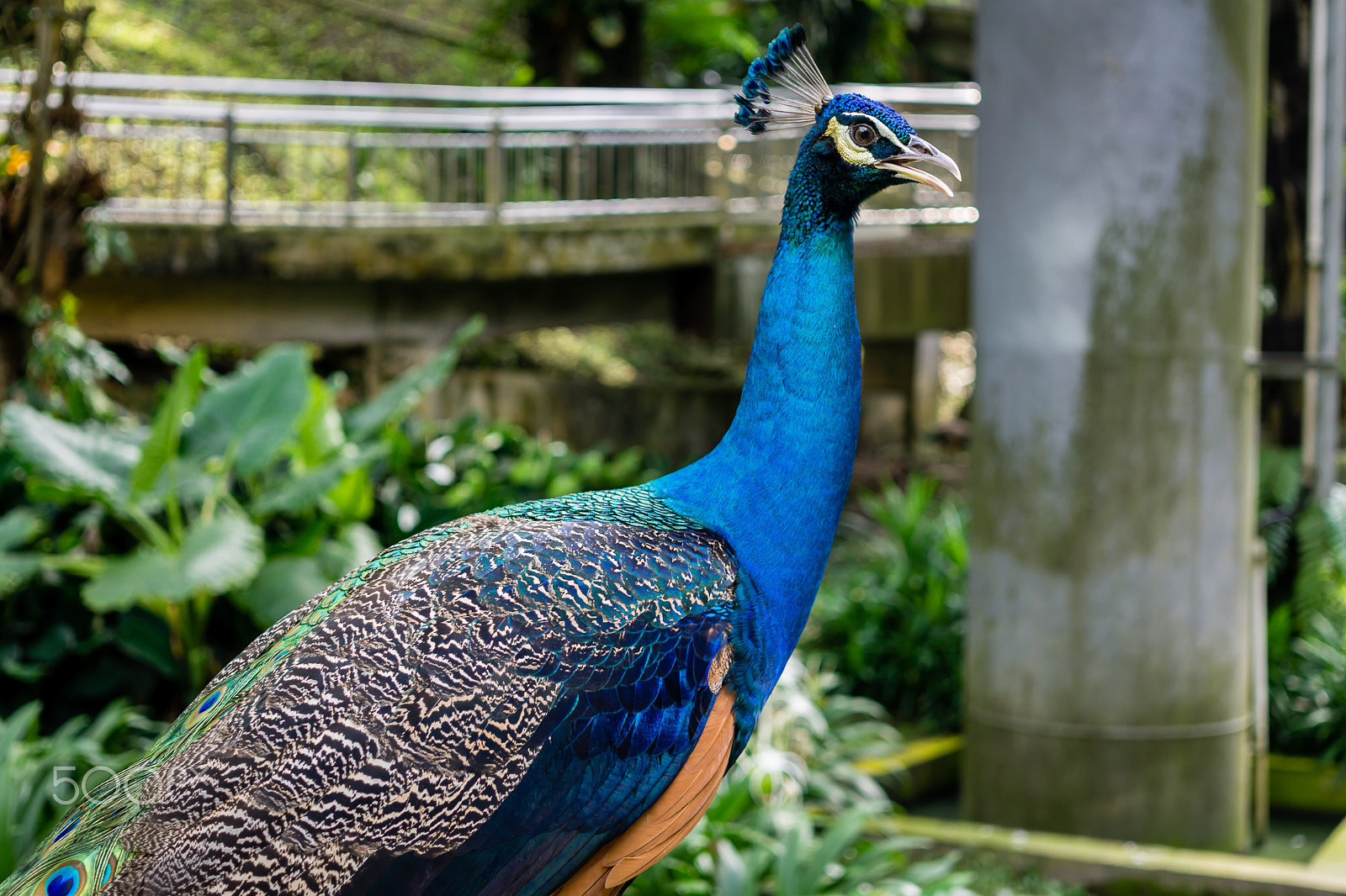 Sony a6000 + Sigma 30mm F2.8 EX DN sample photo. Indian blue peacock photography