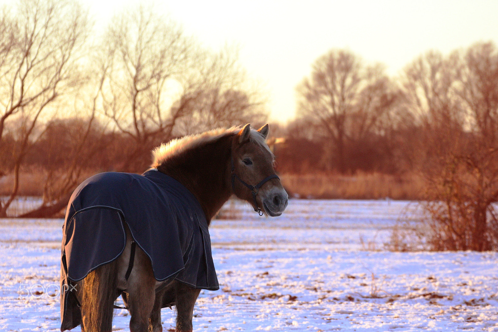 Tamron SP 35mm F1.8 Di VC USD sample photo. Haflinger sunset photography