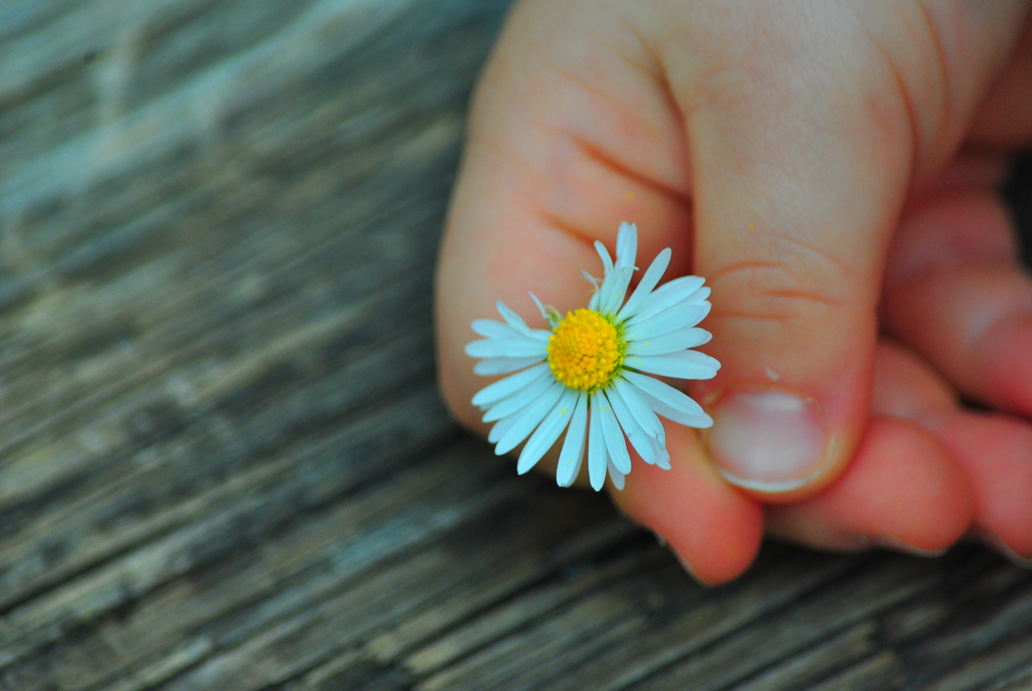 Nikon D3000 sample photo. Flower photography