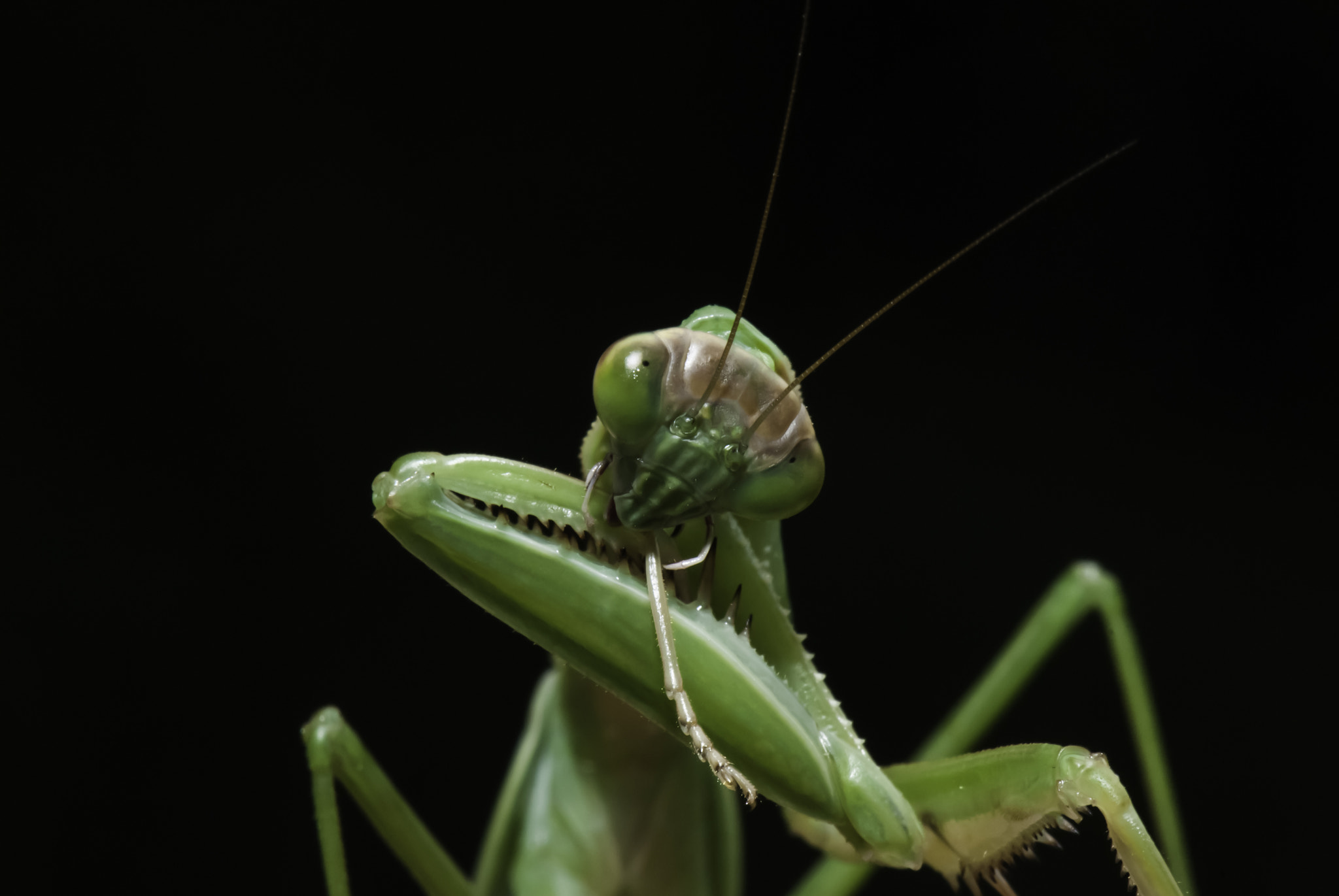 Nikon AF-S Micro-Nikkor 105mm F2.8G IF-ED VR sample photo. Praying mantis photography