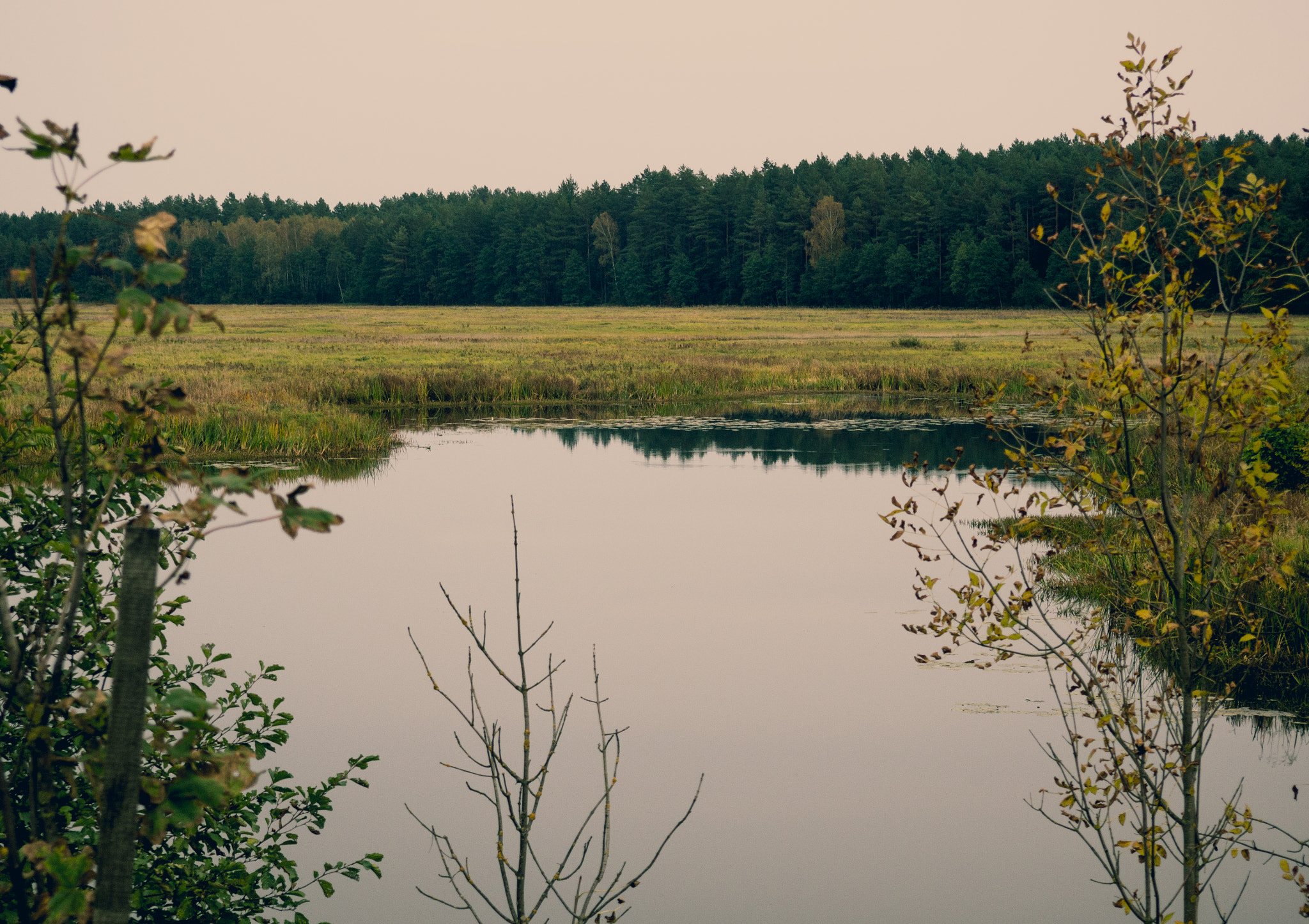 Olympus M.Zuiko Digital 14-42mm F3.5-5.6 II R sample photo. Backwater river narew photography