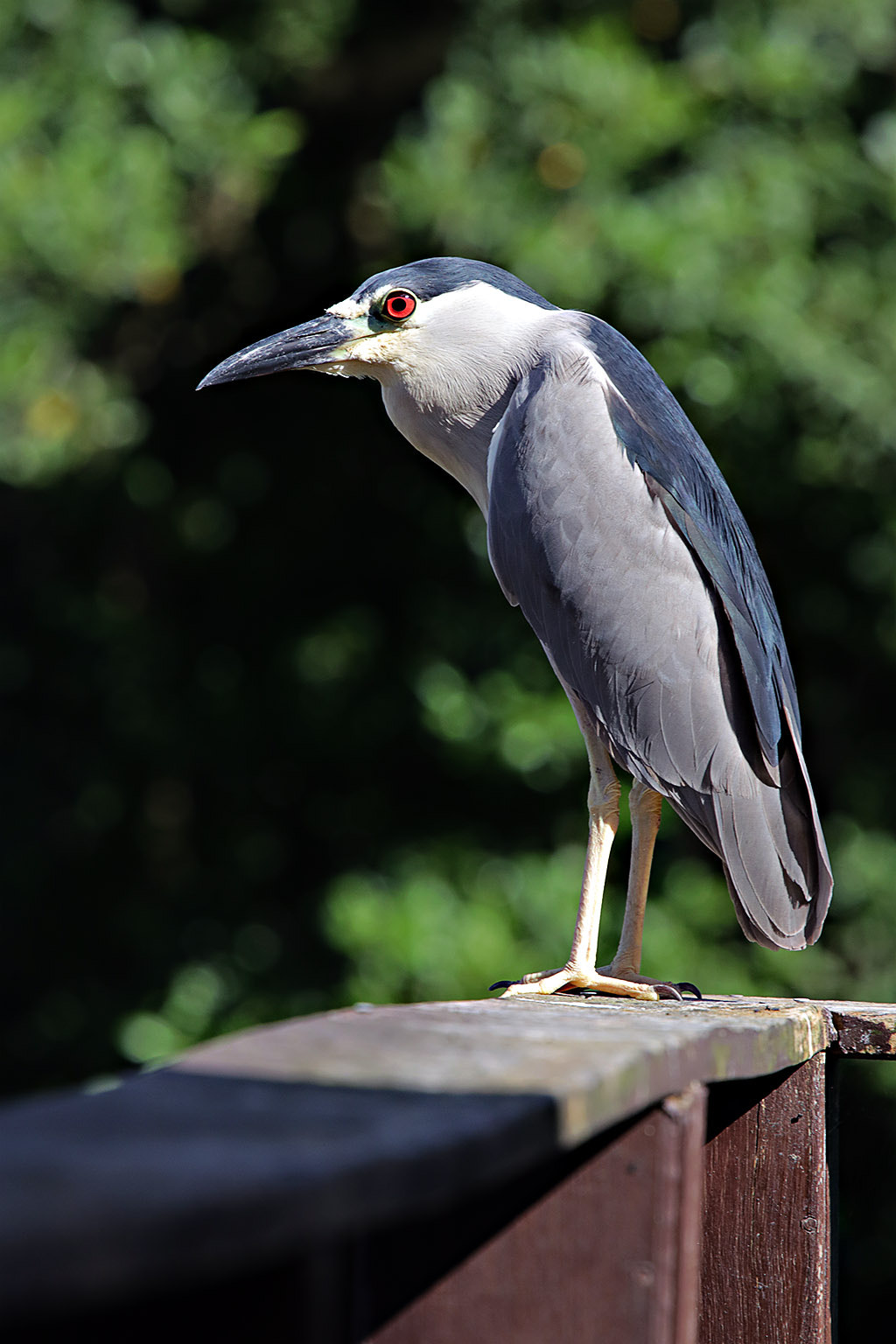 Canon EF 70-200mm F4L USM sample photo. Blue heron at the backyard photography