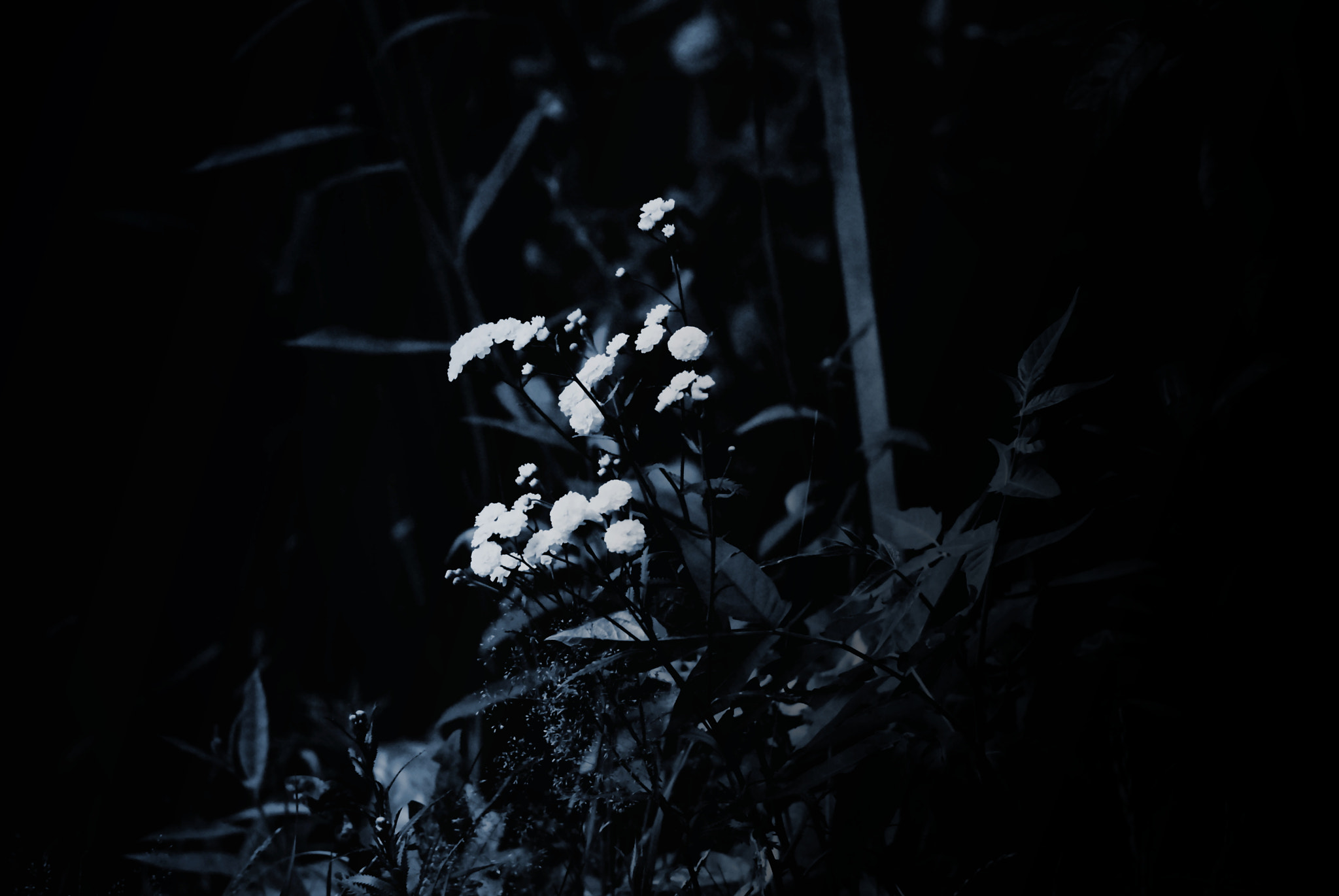 Nikon D3000 sample photo. Dark blue flowers photography