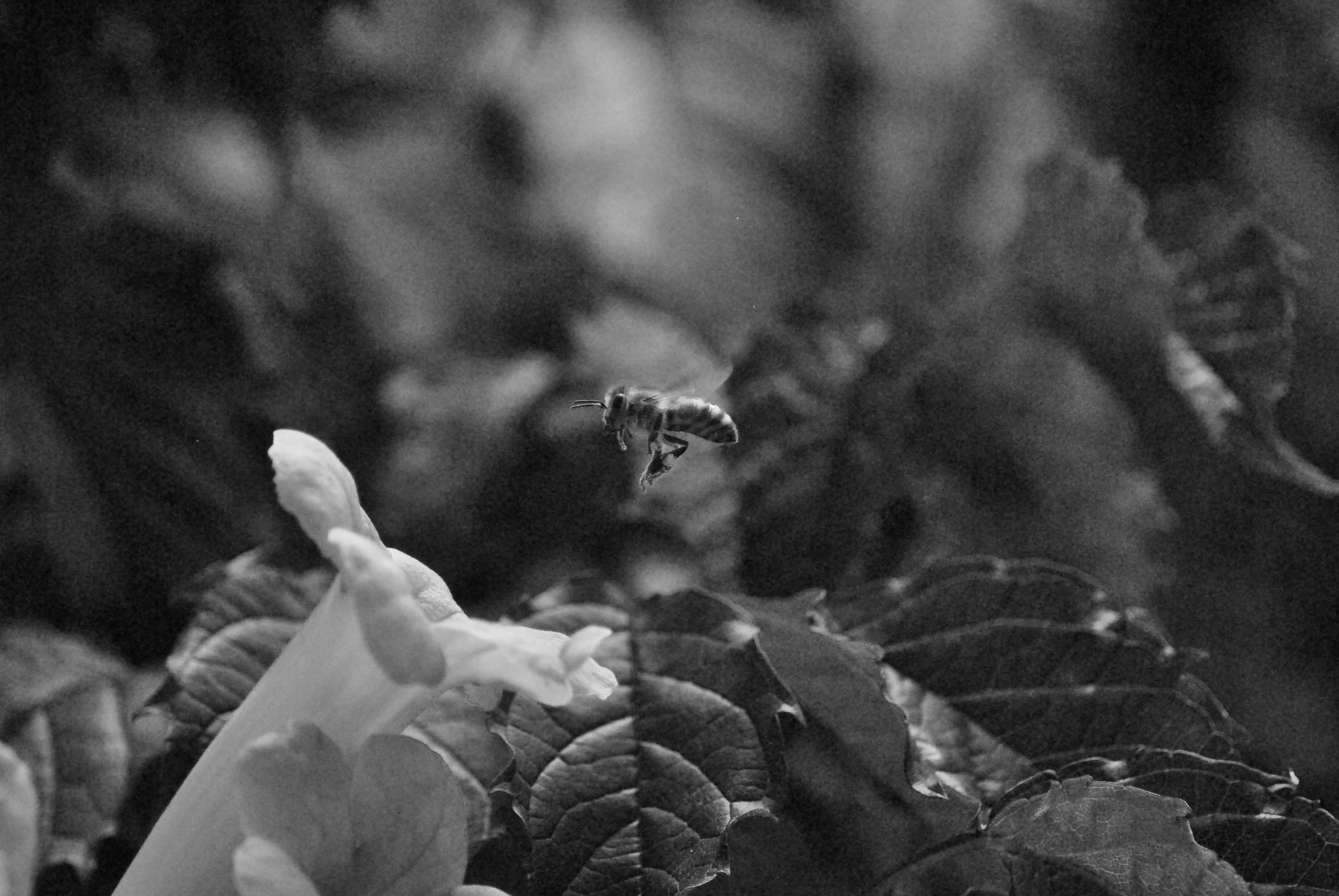 Nikon D3000 sample photo. Bee landing on a flower photography