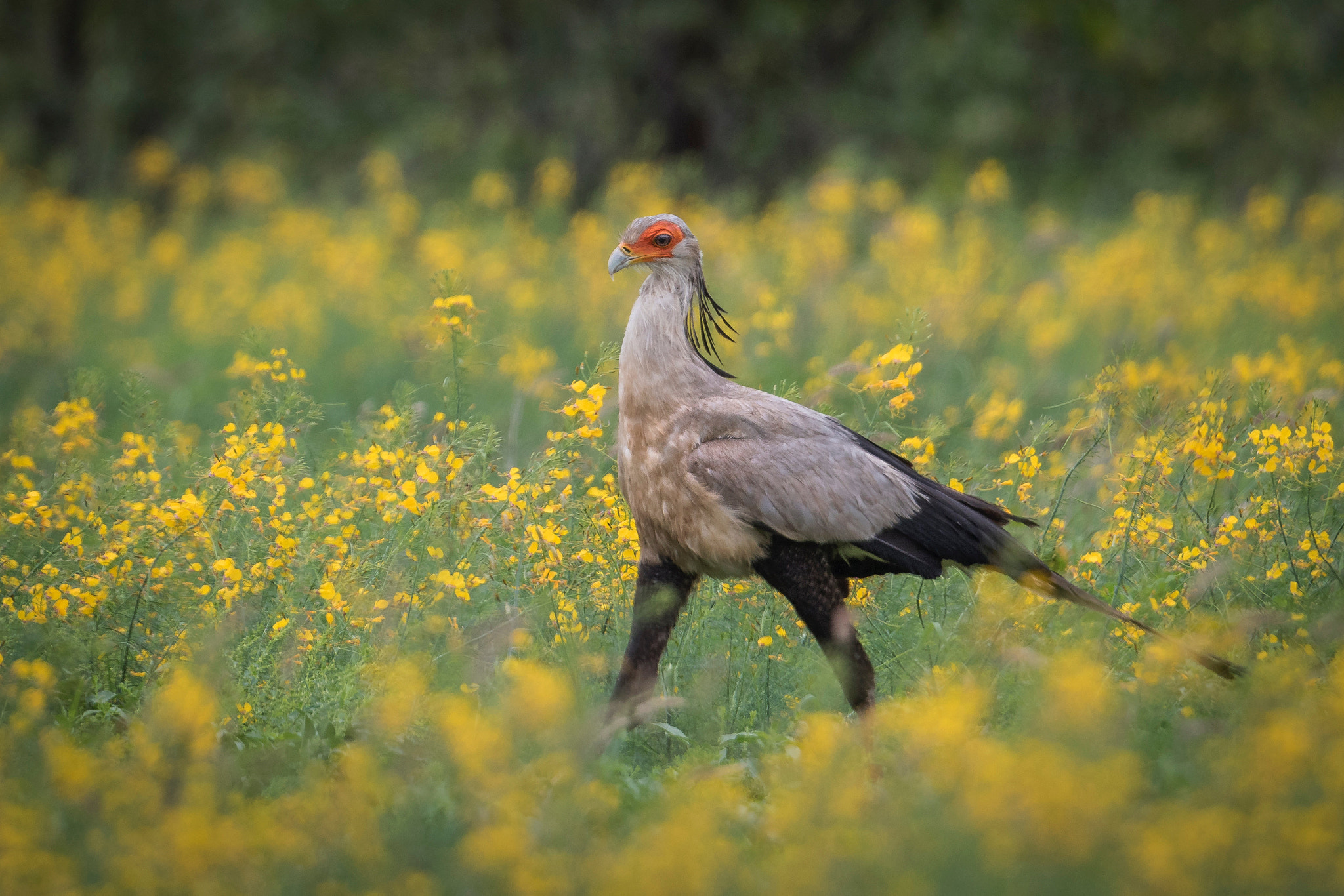 Canon EF 500mm F4L IS II USM sample photo. Field of gold photography