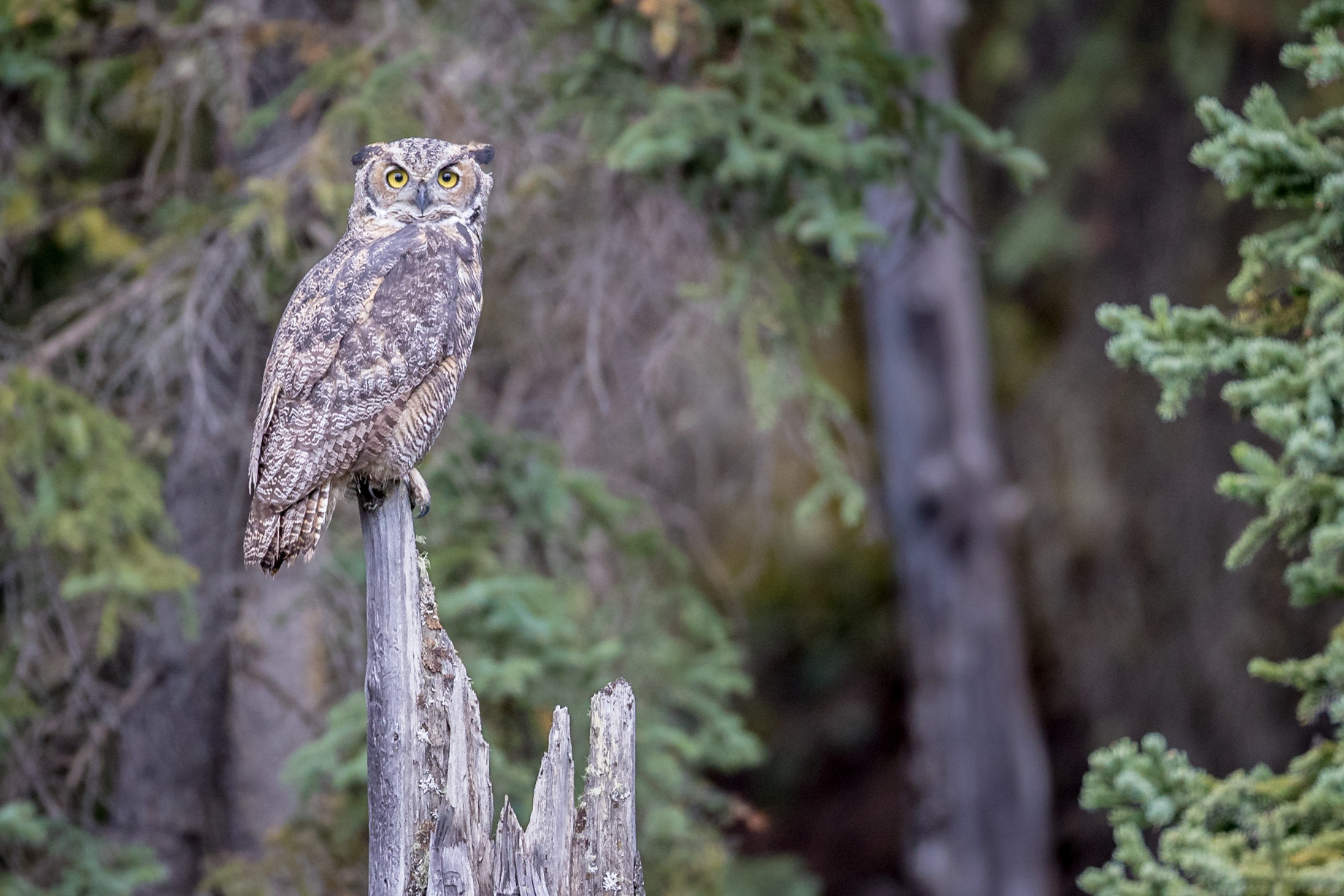 Canon EF 800mm F5.6L IS USM sample photo. Great horned owl photography