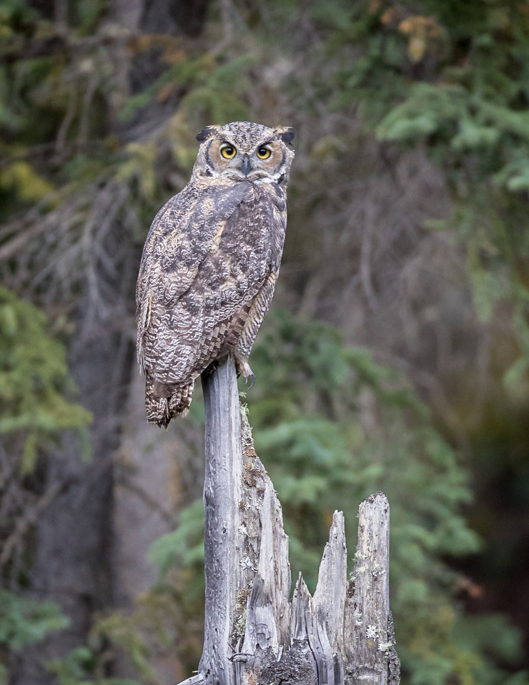 Canon EOS-1D X Mark II + Canon EF 800mm F5.6L IS USM sample photo. Great horned owl photography