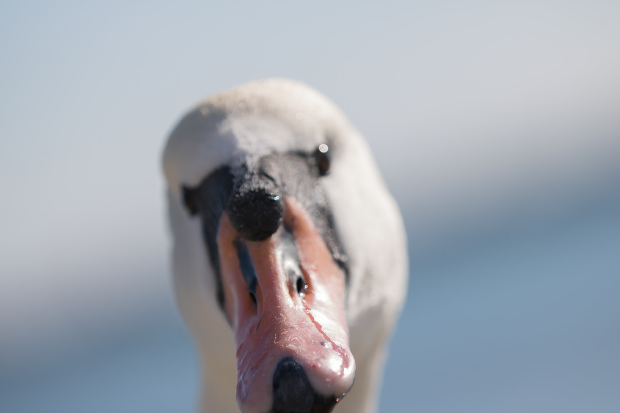 Canon EOS 750D (EOS Rebel T6i / EOS Kiss X8i) sample photo. Birds photography