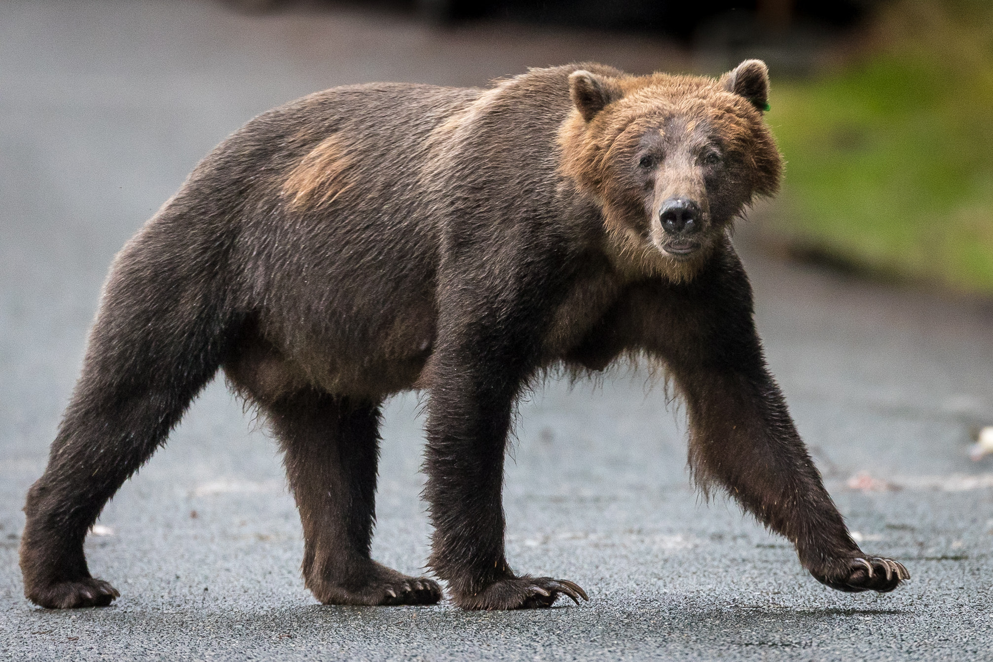 Canon EF 800mm F5.6L IS USM sample photo. Haines grizzly photography
