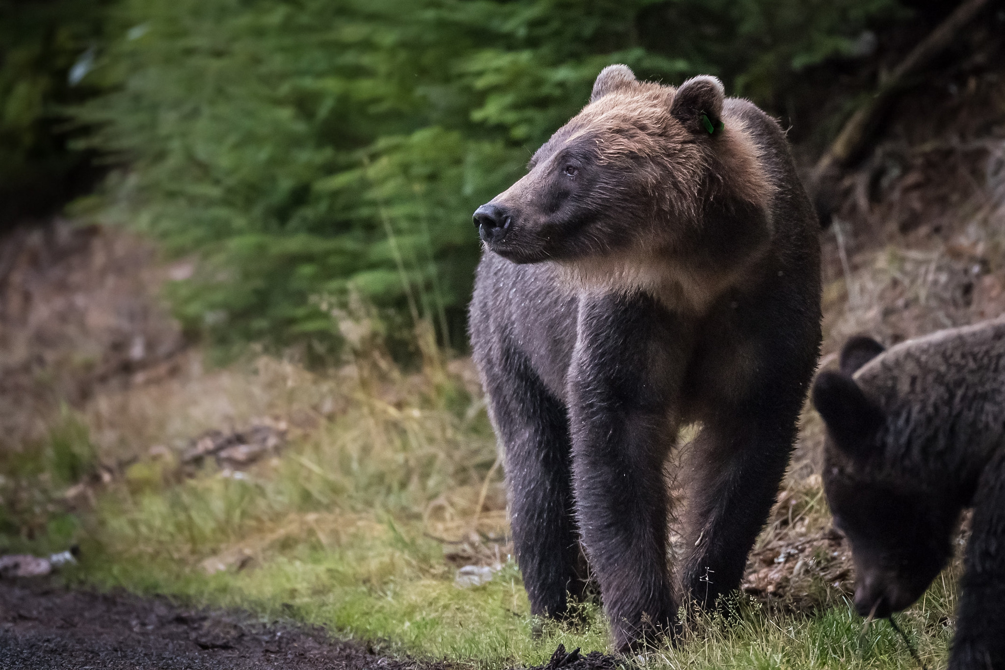 Canon EF 800mm F5.6L IS USM sample photo. Haines grizzly photography