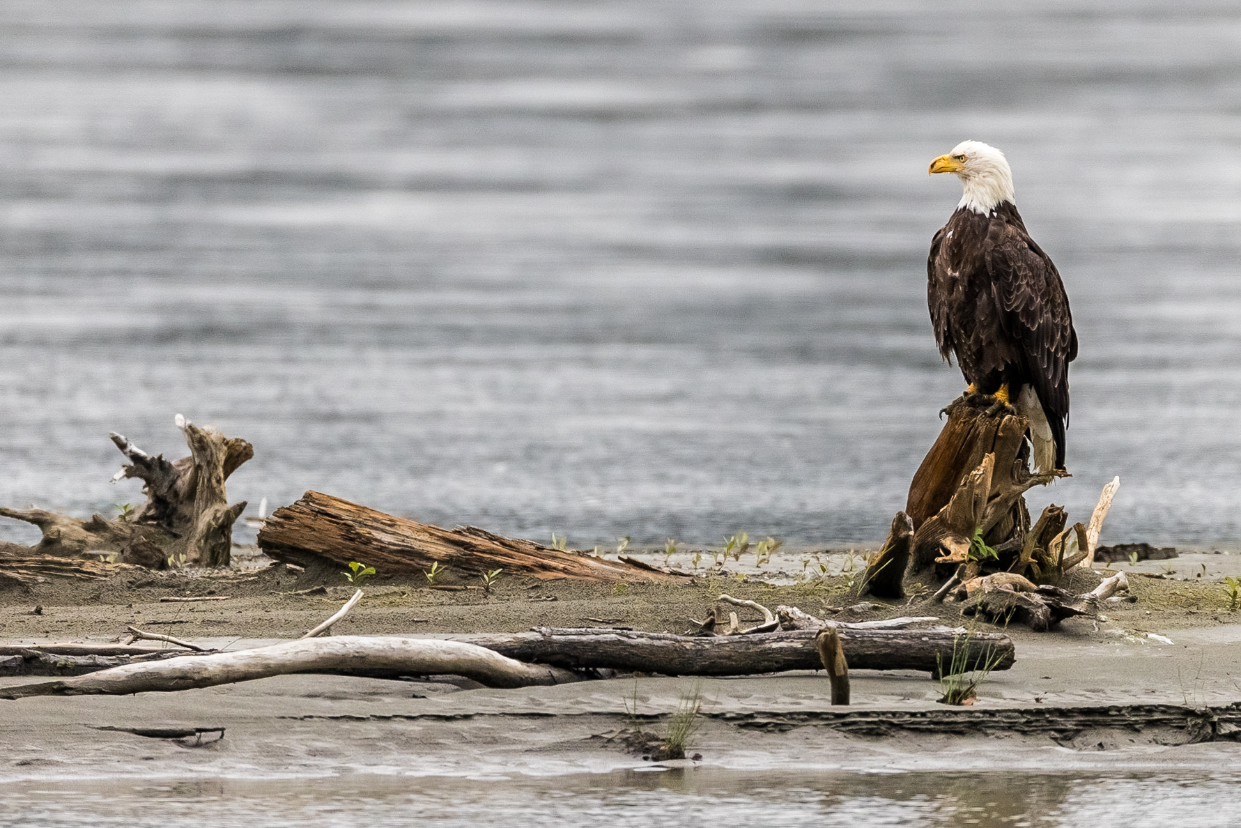 Canon EOS-1D X Mark II + Canon EF 800mm F5.6L IS USM sample photo. Bald eagle photography