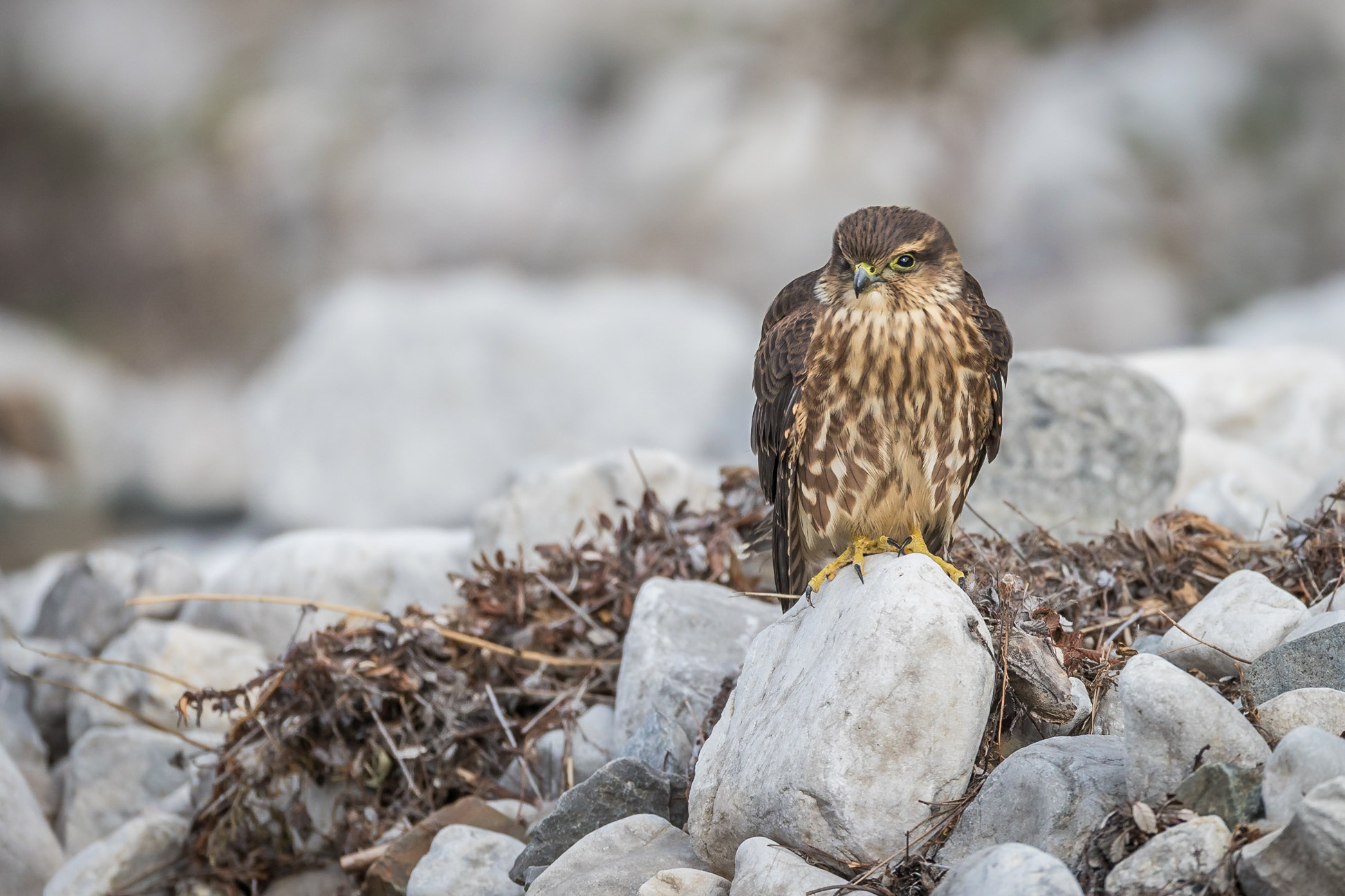 Canon EOS-1D X Mark II + Canon EF 800mm F5.6L IS USM sample photo. Northern goshawk juvenile photography