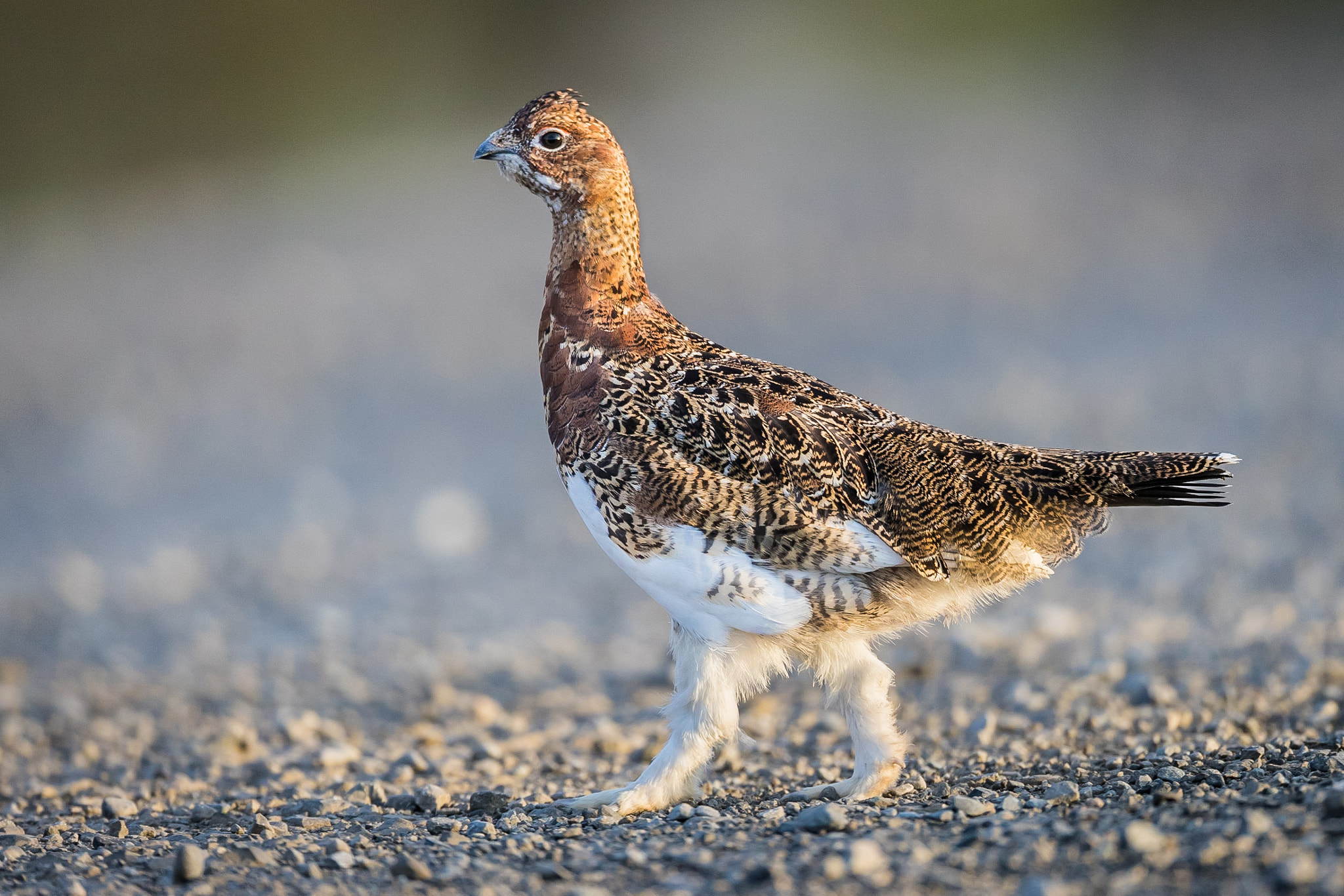 Canon EF 800mm F5.6L IS USM sample photo. Willow ptarmigan photography