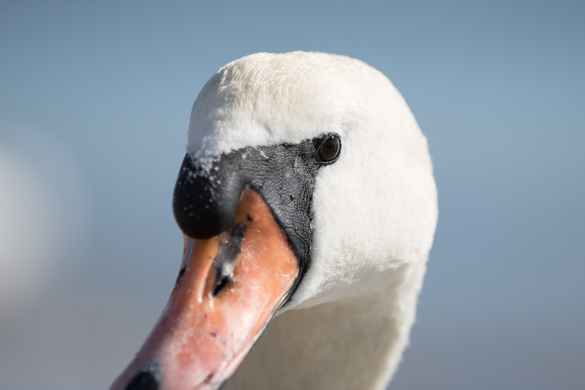 Canon EOS 750D (EOS Rebel T6i / EOS Kiss X8i) sample photo. Birds photography