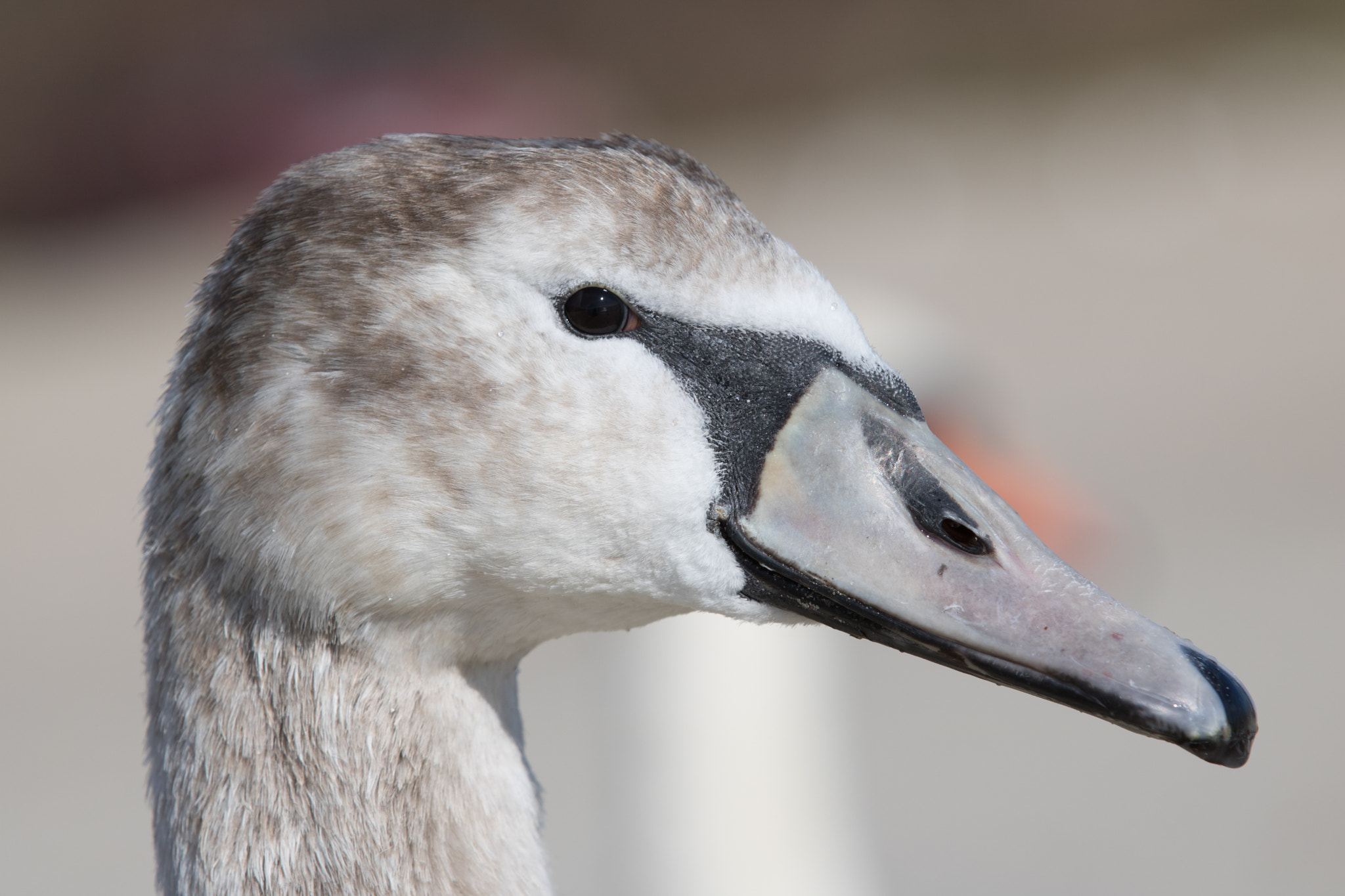 Canon EOS 750D (EOS Rebel T6i / EOS Kiss X8i) sample photo. Birds photography