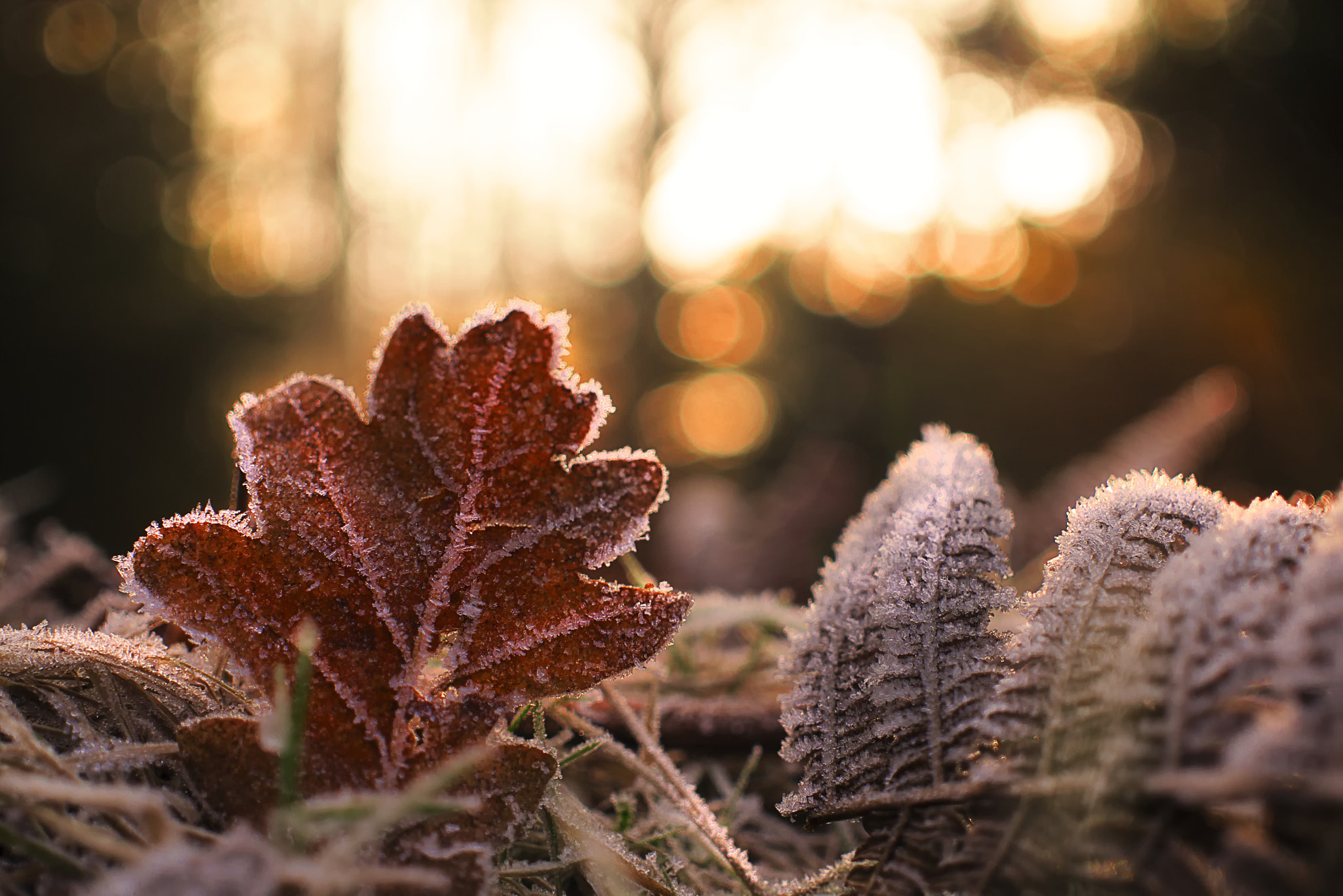 Panasonic Lumix DMC-GF6 sample photo. Frosty dawn photography