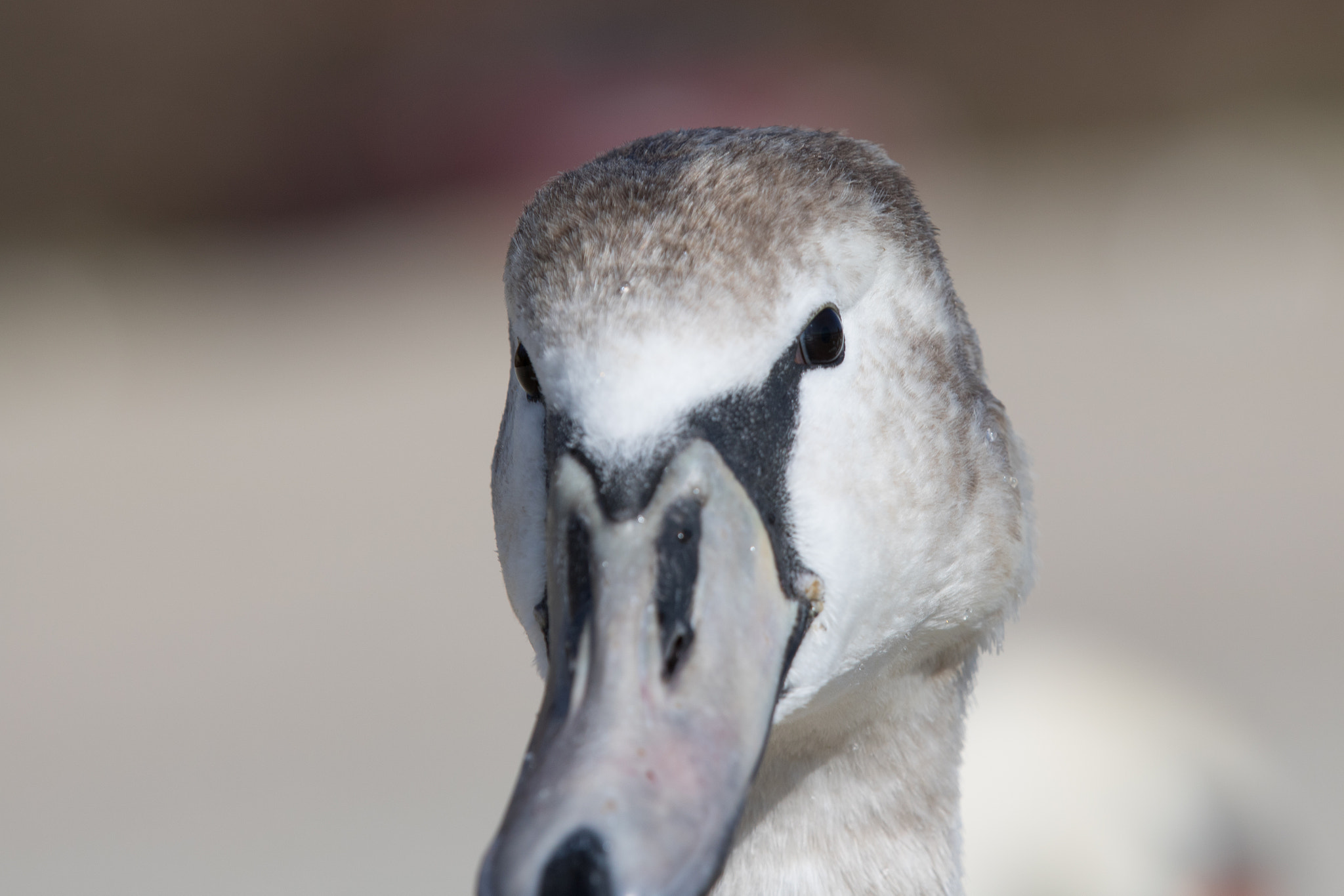 Canon EOS 750D (EOS Rebel T6i / EOS Kiss X8i) sample photo. Birds photography