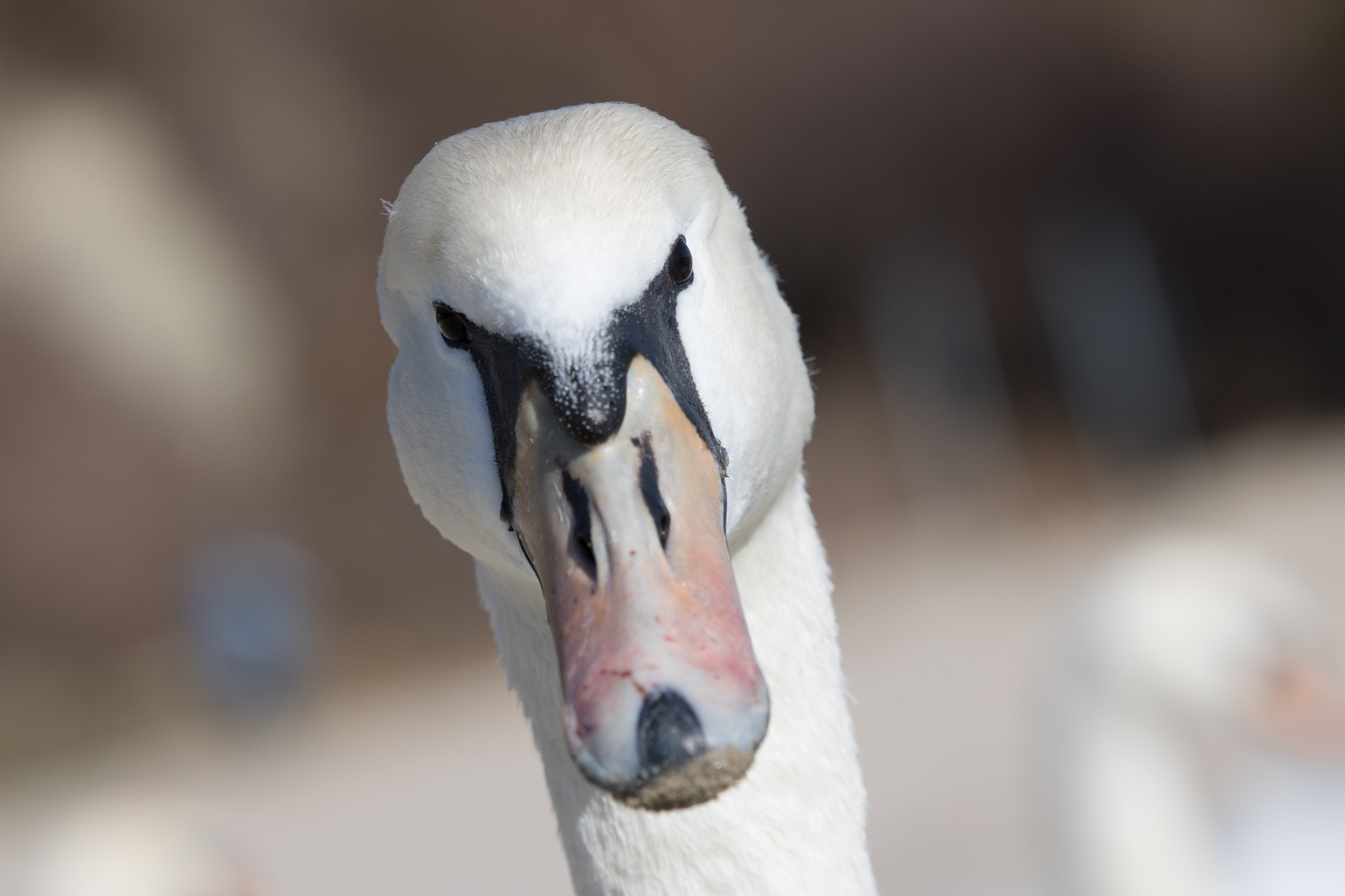 Canon EOS 750D (EOS Rebel T6i / EOS Kiss X8i) sample photo. Birds photography