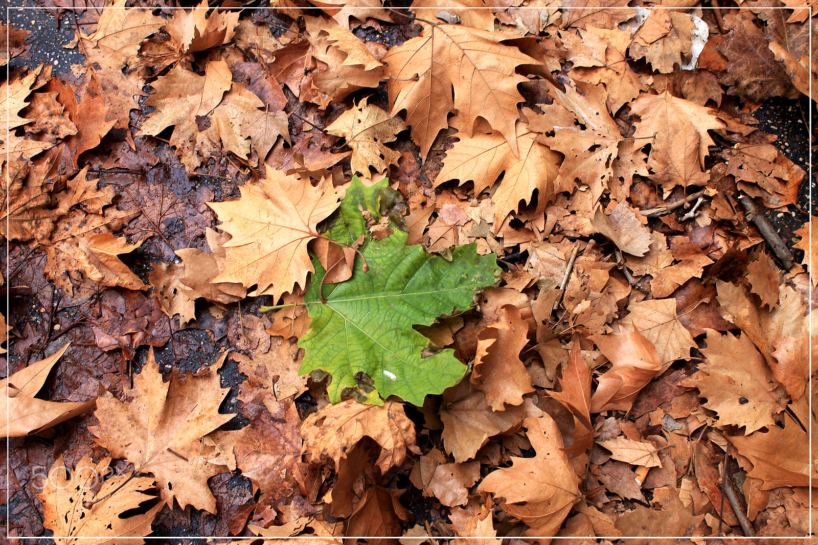 Canon EF-S 18-55mm F3.5-5.6 III sample photo. Intrusa photography