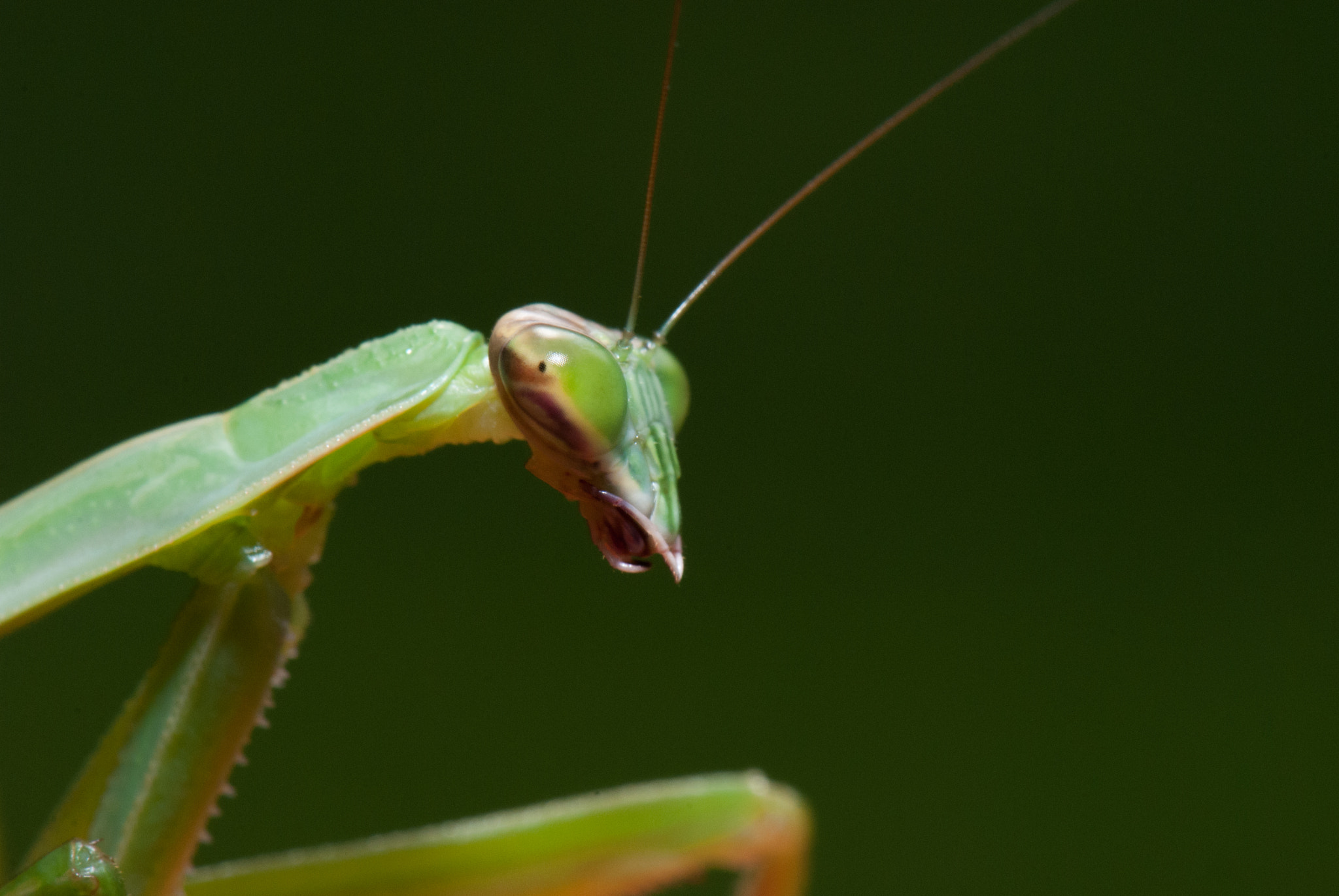 Nikon AF-S Micro-Nikkor 105mm F2.8G IF-ED VR sample photo. Praying mantis photography