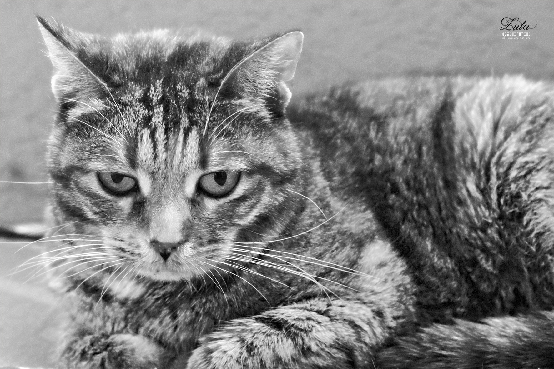 Canon EOS 760D (EOS Rebel T6s / EOS 8000D) + Canon EF 50mm F1.8 II sample photo. Lula, 2007-2016 photography