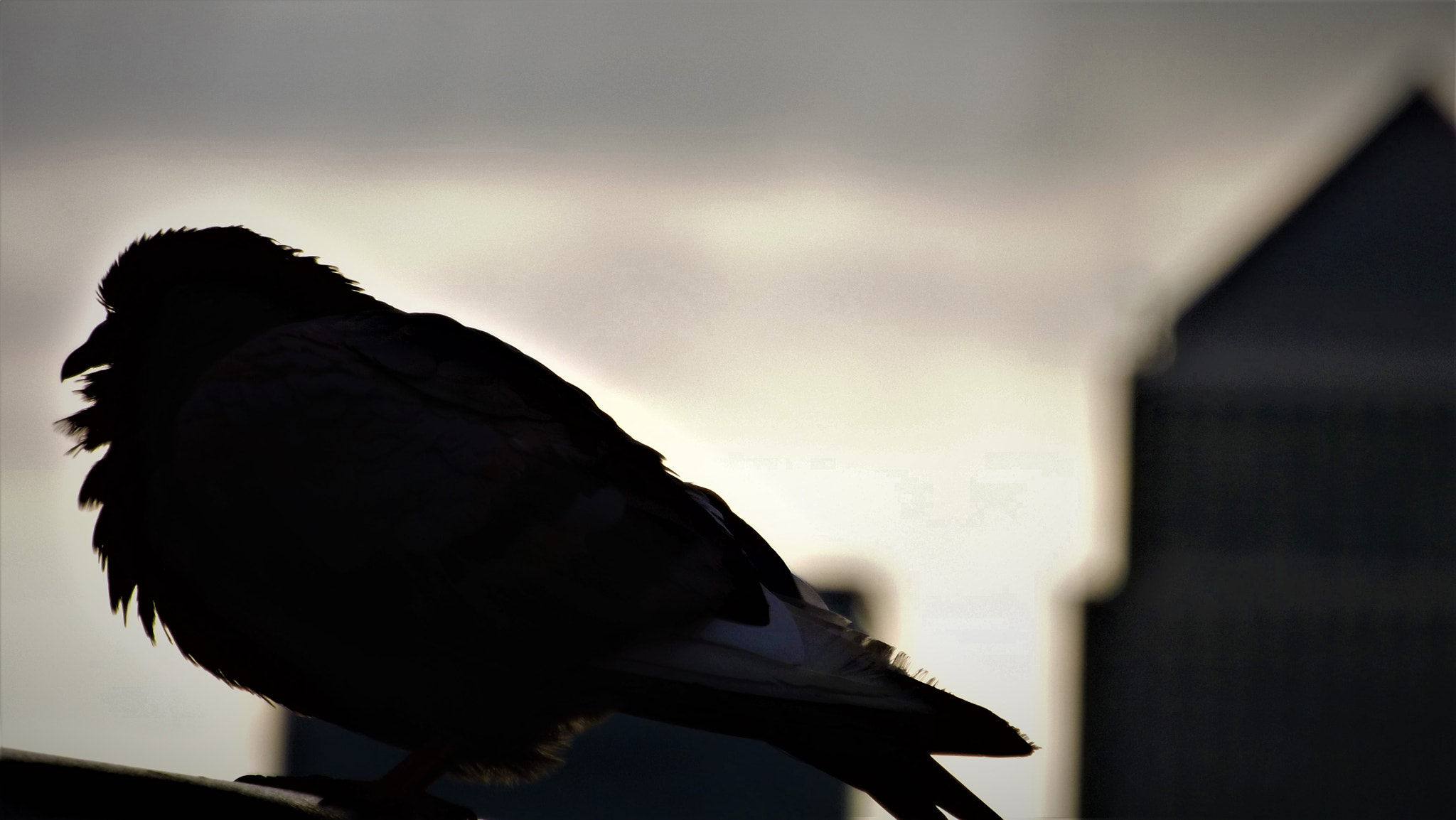 Fujifilm FinePix SL300 sample photo. Pigeon and canary photography