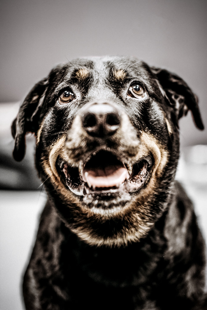 Nikon D7100 + Sigma 50mm F1.4 EX DG HSM sample photo. A friendly rottweiler photography