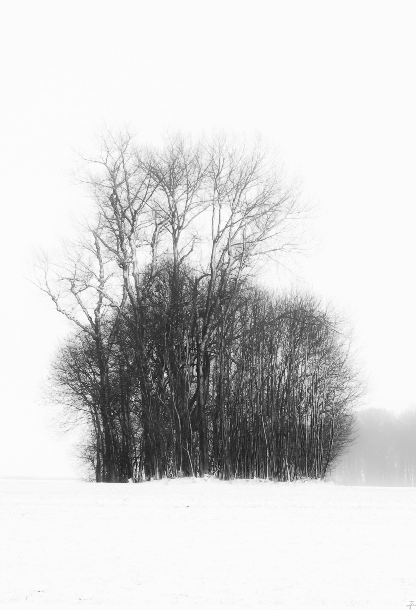 Pentax smc DA 17-70mm F4.0 AL (IF) SDM sample photo. Arbres photography