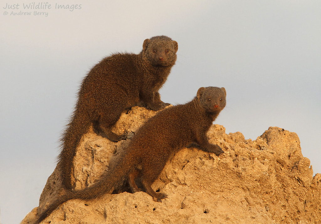 Canon EF 300mm F2.8L IS USM sample photo. Mongeese at sunset photography