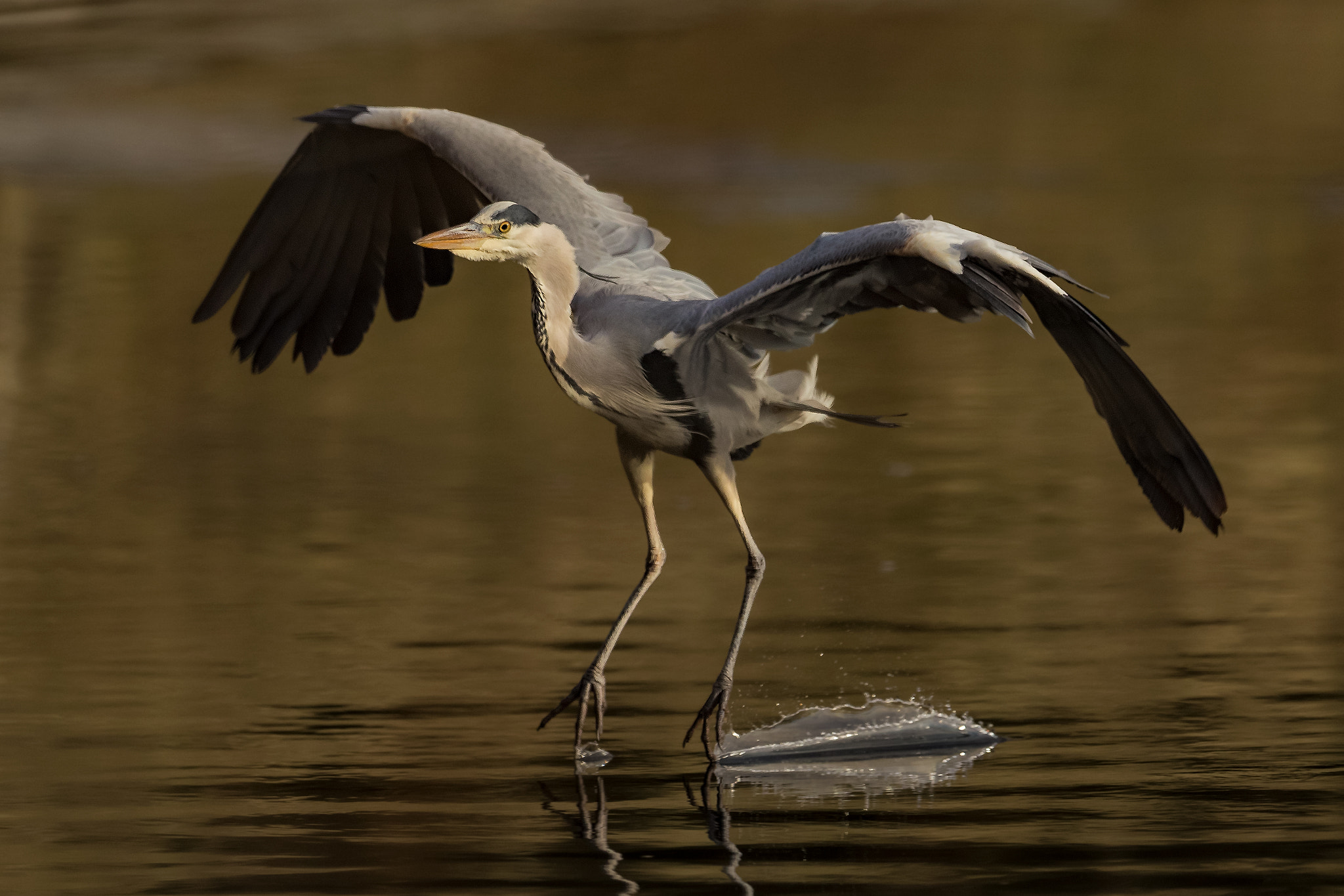 Canon EF 400mm F2.8L IS II USM sample photo. Approach for a landing.... photography
