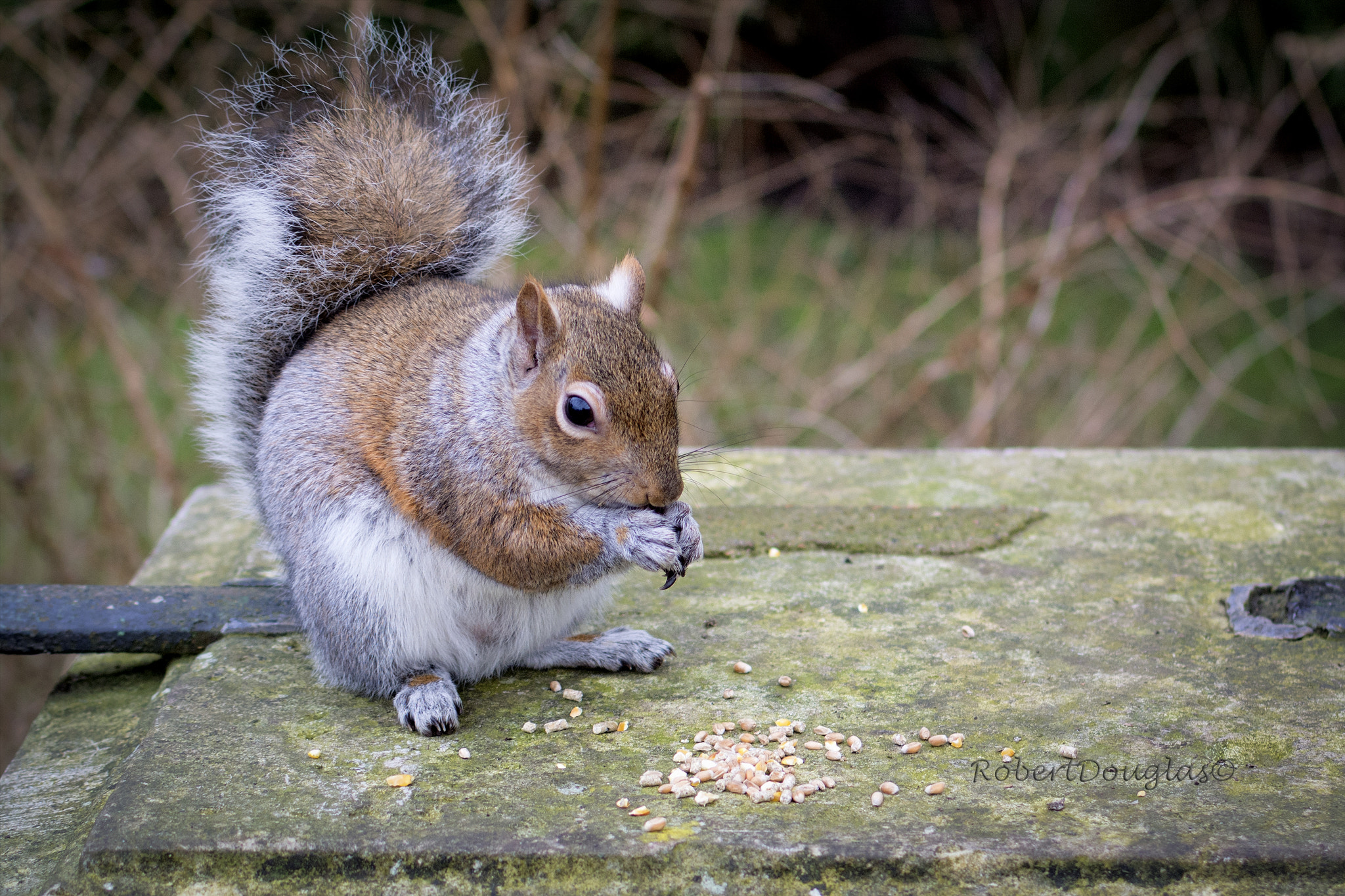 Nikon 1 V1 sample photo. Winter harvest........ photography