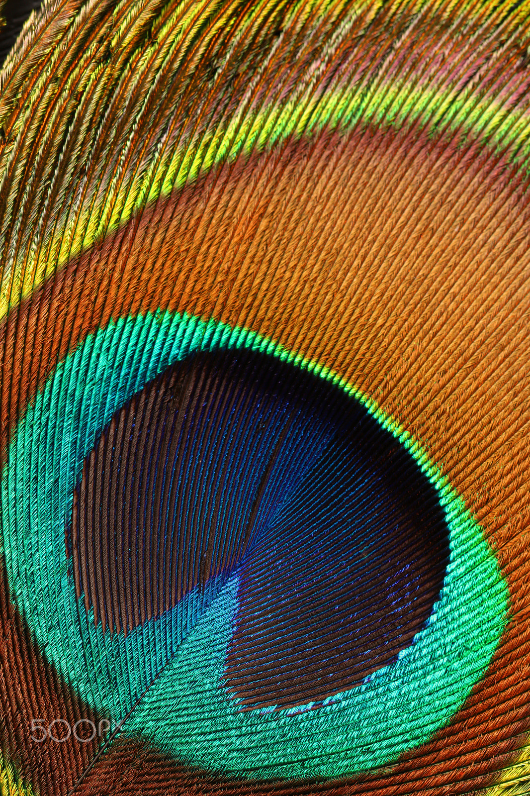 Canon EOS 760D (EOS Rebel T6s / EOS 8000D) + Canon EF 100mm F2.8L Macro IS USM sample photo. Peacock feather 0048 photography