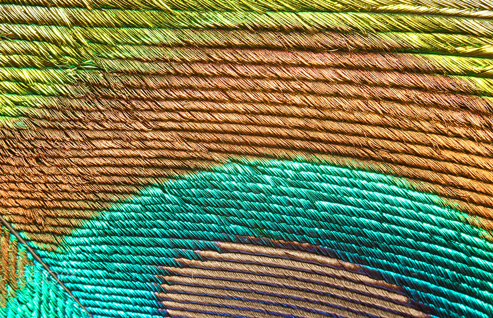 Canon EOS 760D (EOS Rebel T6s / EOS 8000D) + Canon EF 100mm F2.8L Macro IS USM sample photo. Peacock feather 0099 photography