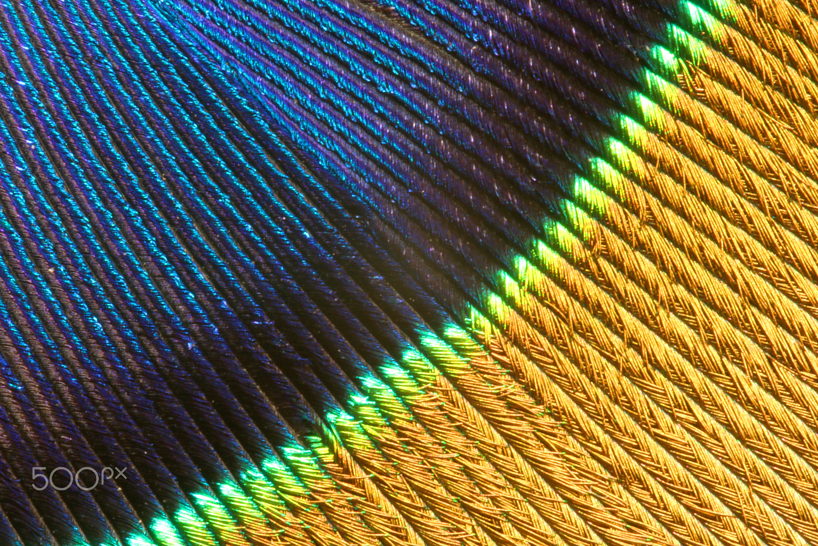 Canon EOS 760D (EOS Rebel T6s / EOS 8000D) + Canon EF 100mm F2.8L Macro IS USM sample photo. Peacock feather 0092 photography